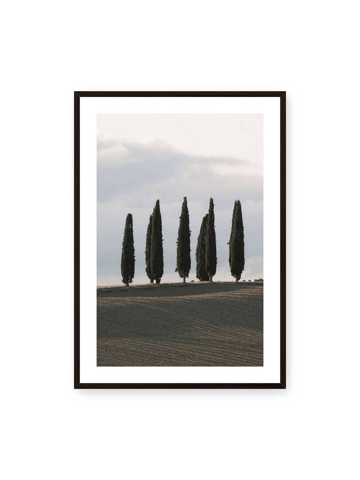 70x100 cm, weißer Galerie-Rand, schwarzer Rahmen – Schlanke Zypressen auf einem dunklen, gefurchten Feld vor einem hellen, wolkigen Himmel.