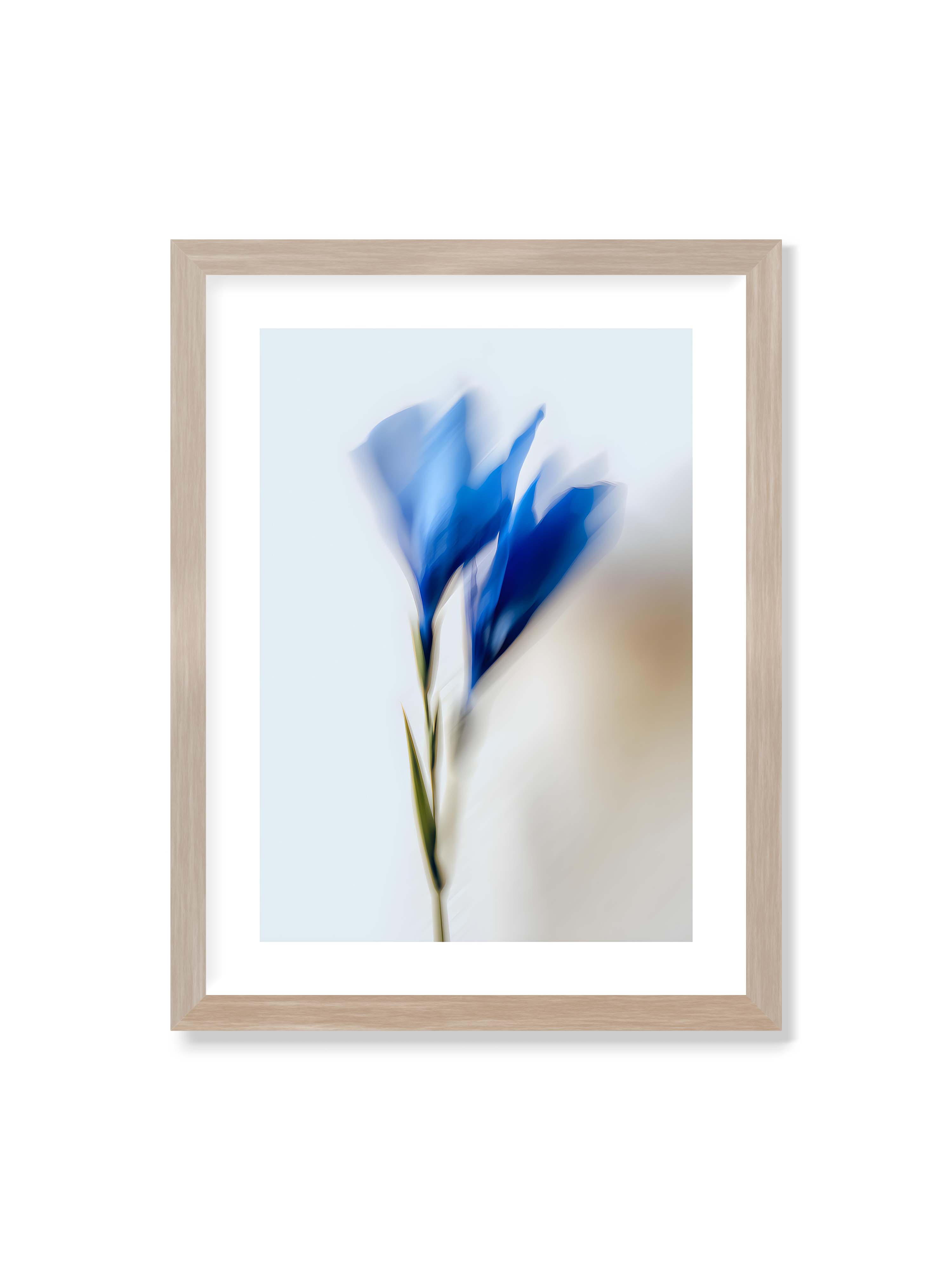 30x40 cm mit weißem Galerie-Rand im Eichenrahmen – Verschwommene blaue Blütenblätter in sanften Bewegungen vor einem hellen Hintergrund.