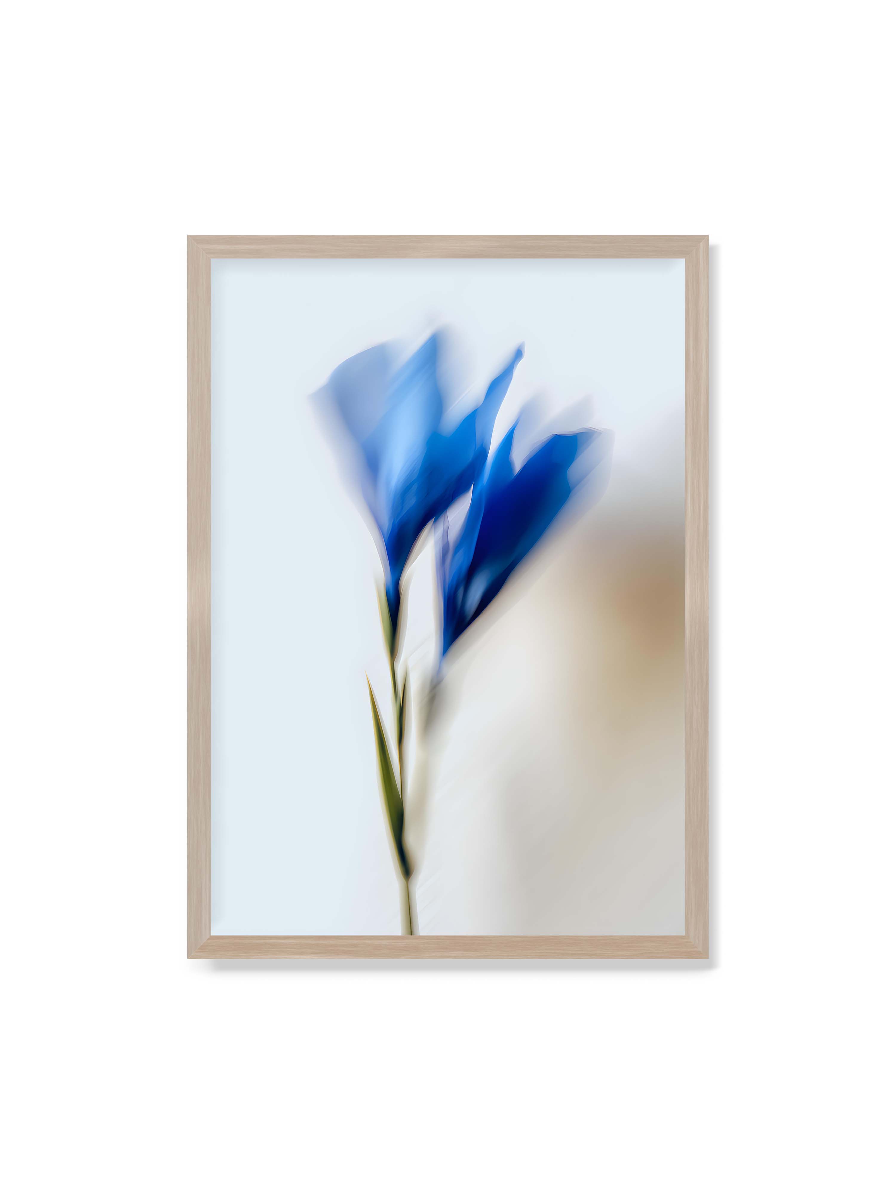 70x100 cm ohne Galerie-Rand im Eichenrahmen – Verschwommene blaue Blütenblätter in sanften Bewegungen vor einem hellen Hintergrund.
