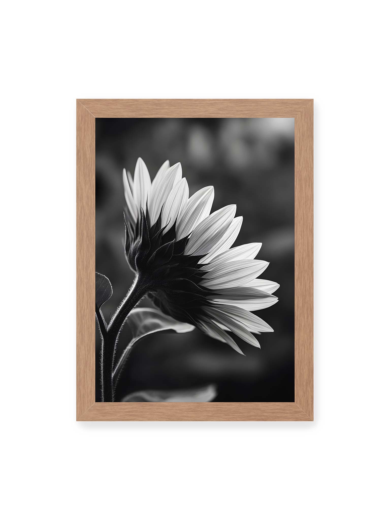21x30 cm, Eichenrahmen – Schwarzweiß Nahaufnahme einer Sonnenblume im Seitenprofil mit hellen Blütenblättern und dunklem Stiel vor unscharfem Hintergrund
