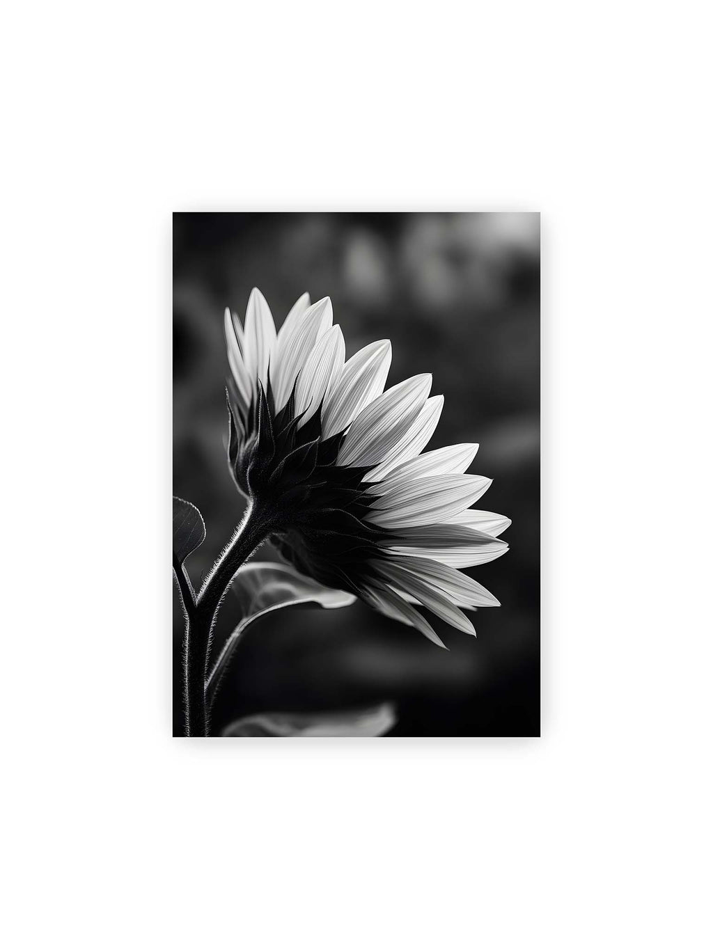 21x30 cm – Schwarzweiß Nahaufnahme einer Sonnenblume im Seitenprofil mit hellen Blütenblättern und dunklem Stiel vor unscharfem Hintergrund