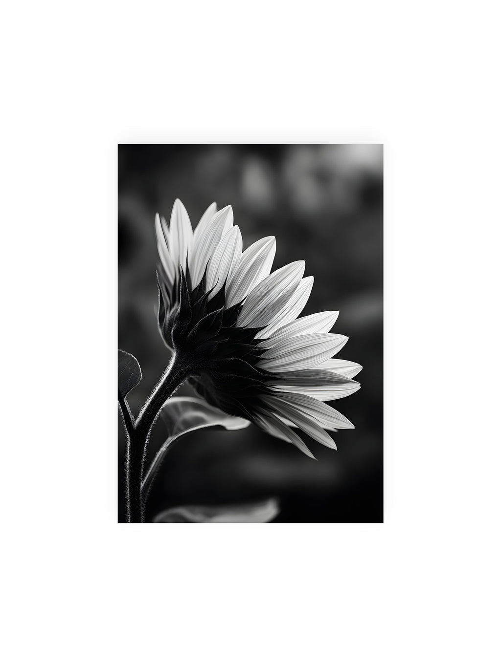 21x30 cm ohne Galerie-Rand ohne Rahmen – Schwarzweiß Nahaufnahme einer Sonnenblume im Seitenprofil mit hellen Blütenblättern und dunklem Stiel vor unscharfem Hintergrund.