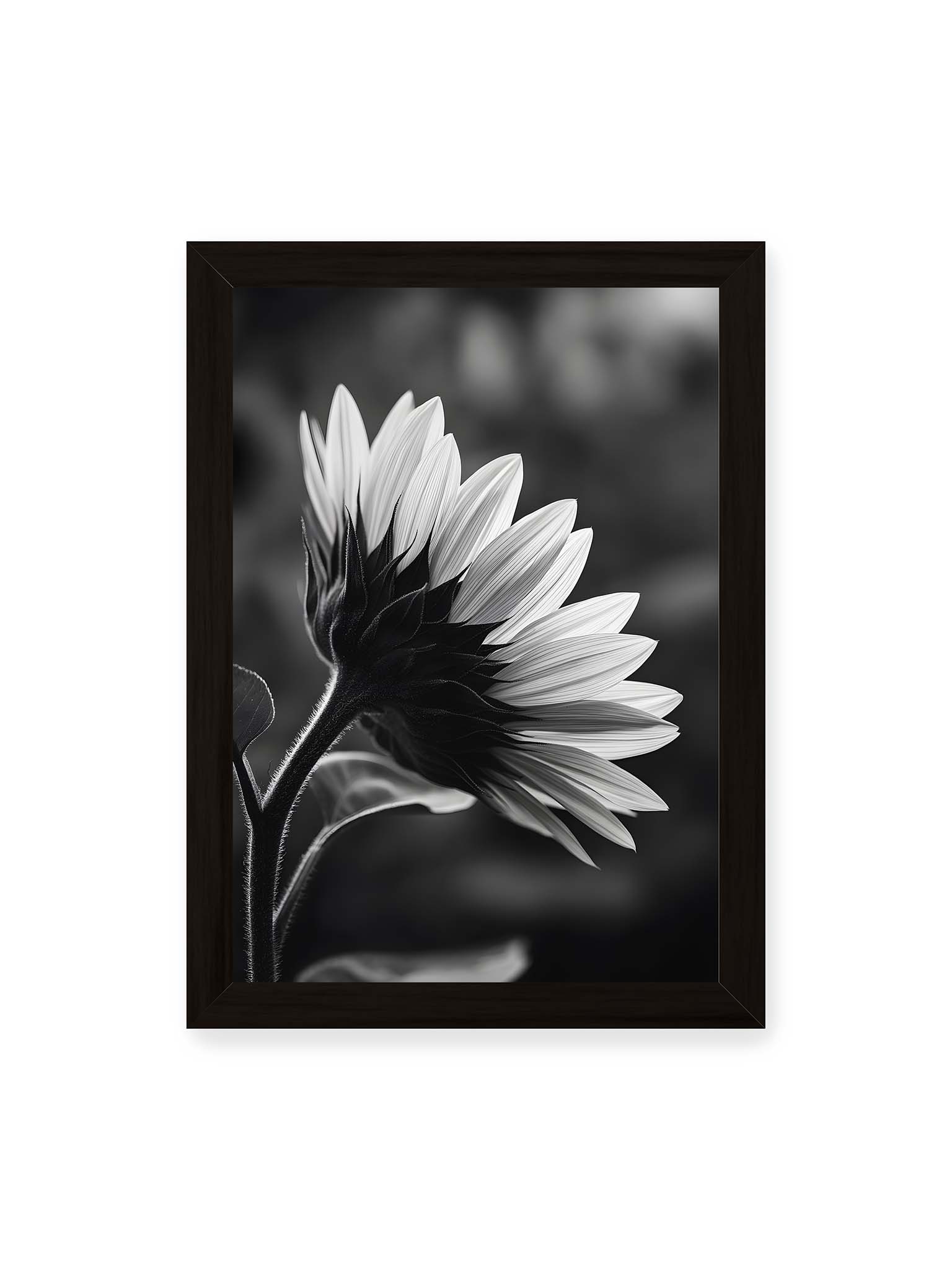 21x30 cm, schwarzer Rahmen – Schwarzweiß Nahaufnahme einer Sonnenblume im Seitenprofil mit hellen Blütenblättern und dunklem Stiel vor unscharfem Hintergrund