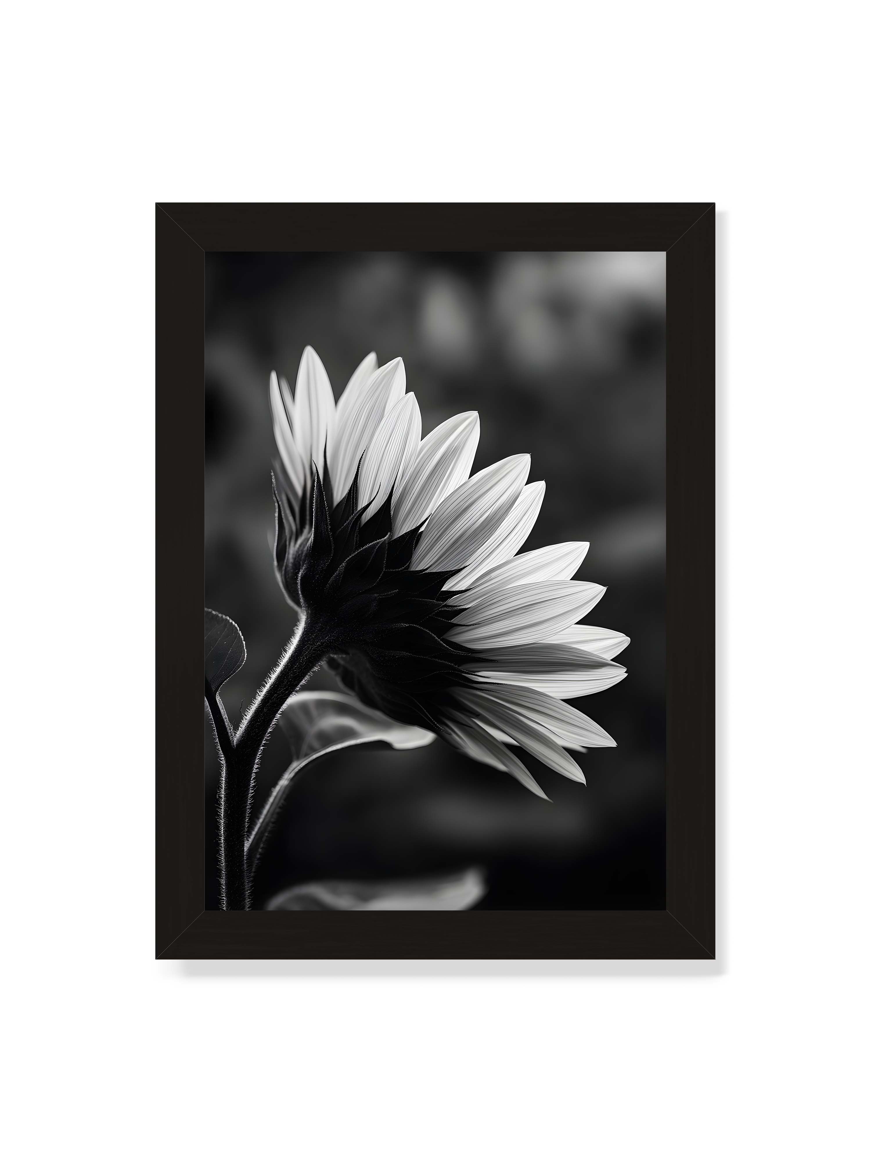 21x30 cm ohne Galerie-Rand mit schwarzem Rahmen – Schwarzweiß Nahaufnahme einer Sonnenblume im Seitenprofil mit hellen Blütenblättern und dunklem Stiel vor unscharfem Hintergrund.