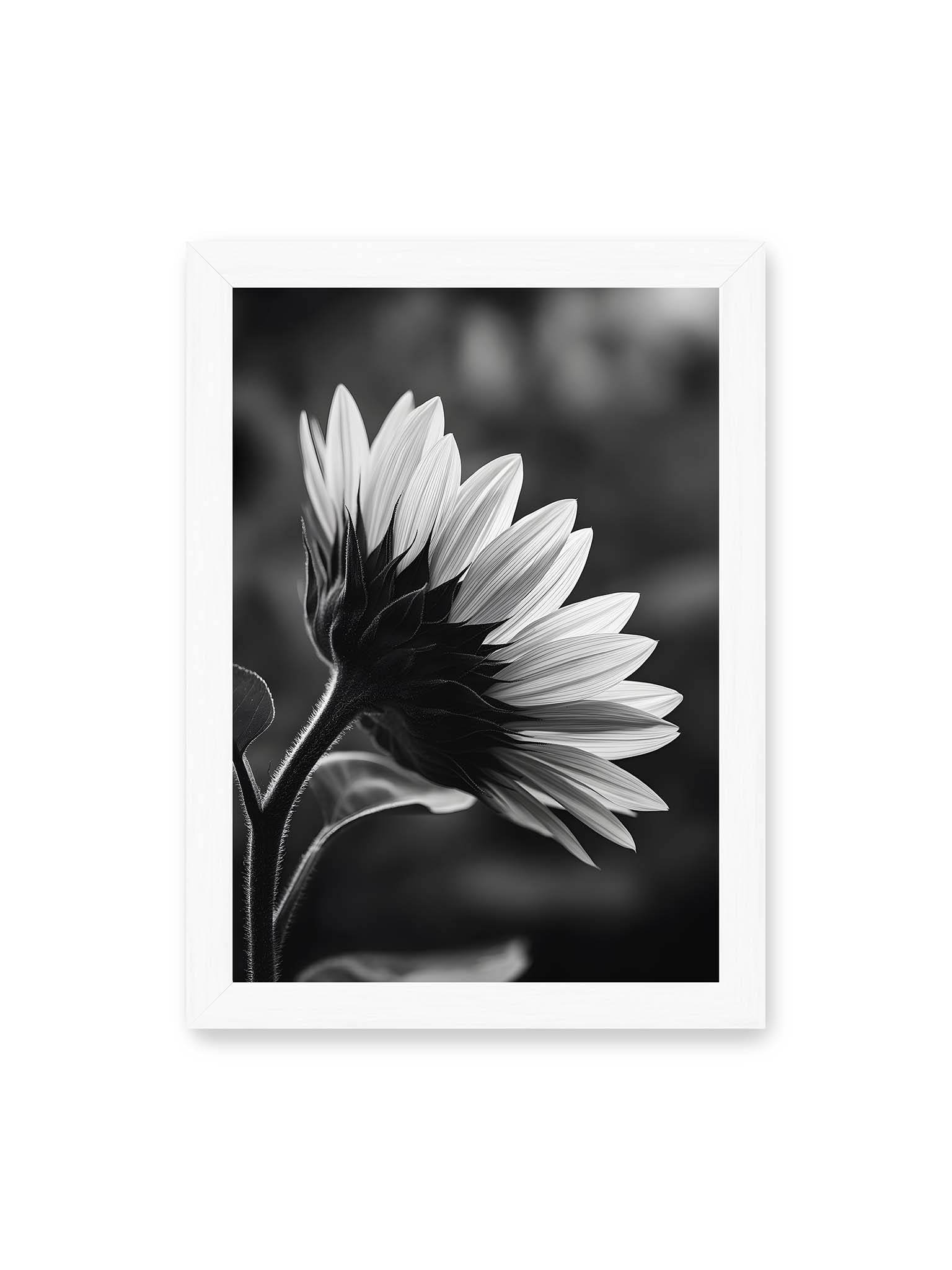 21x30 cm, weißer Rahmen – Schwarzweiß Nahaufnahme einer Sonnenblume im Seitenprofil mit hellen Blütenblättern und dunklem Stiel vor unscharfem Hintergrund