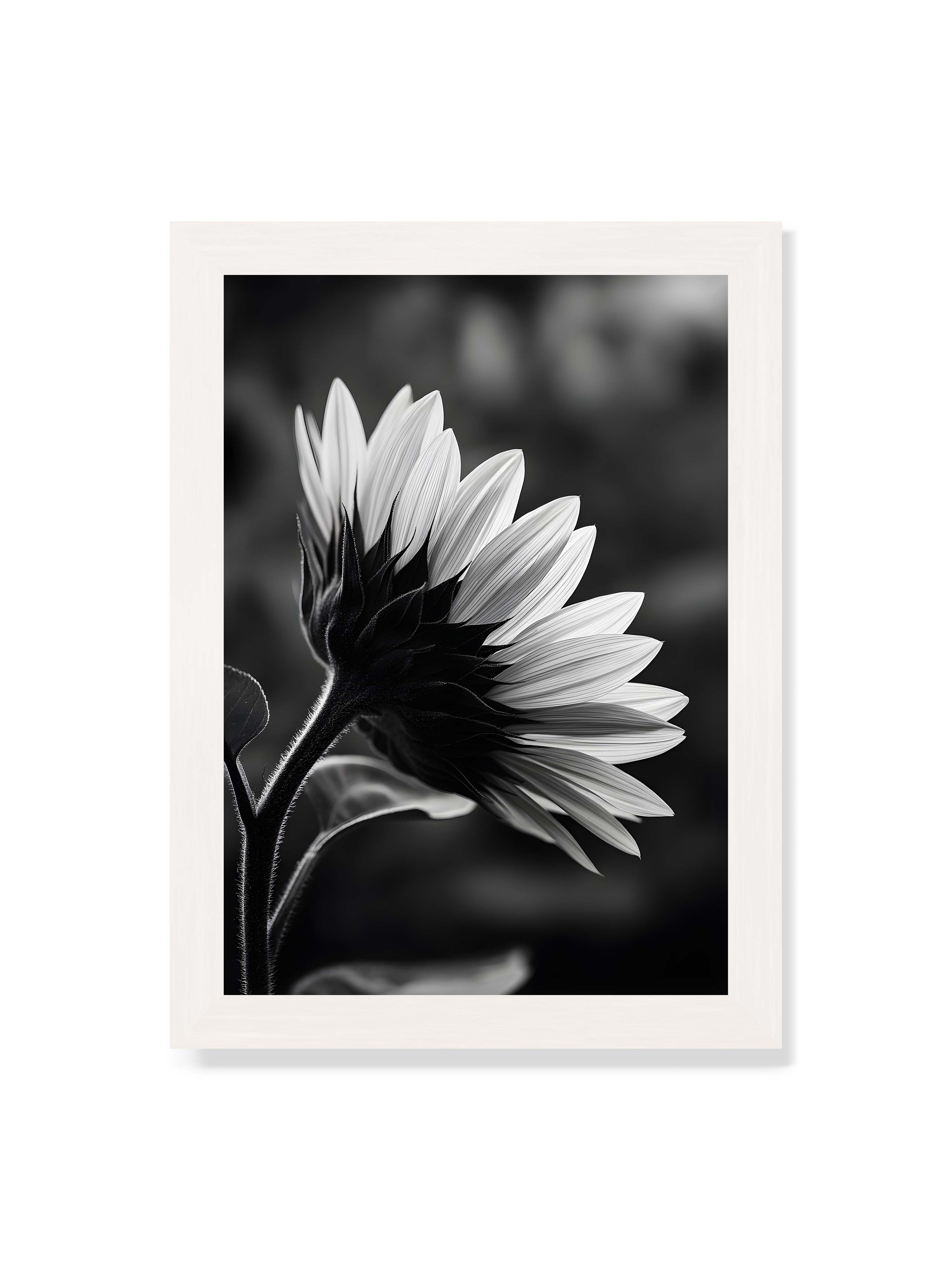 21x30 cm ohne Galerie-Rand mit weißem Rahmen – Schwarzweiß Nahaufnahme einer Sonnenblume im Seitenprofil mit hellen Blütenblättern und dunklem Stiel vor unscharfem Hintergrund.