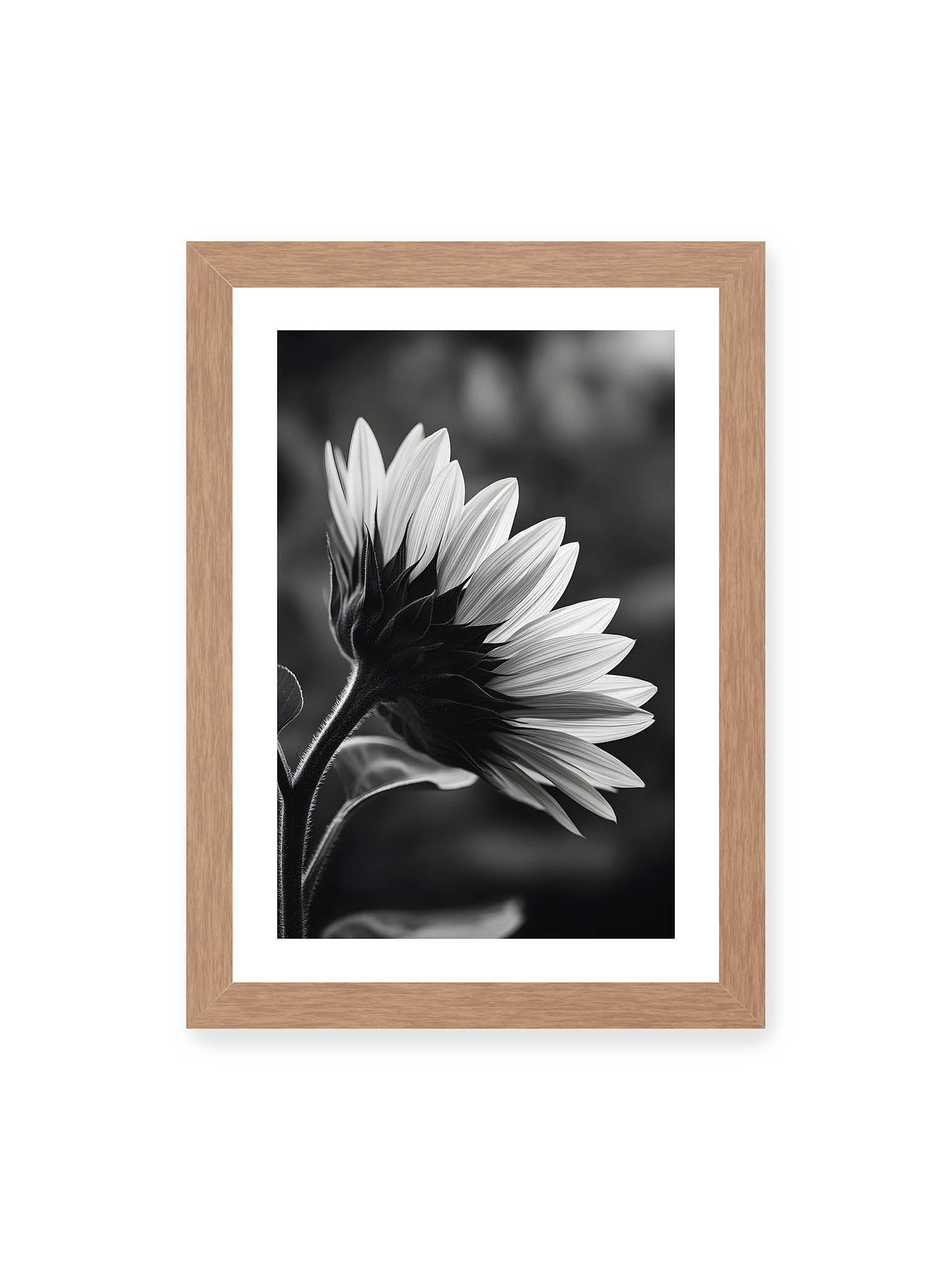 21x30 cm, weißer Galerie-Rand, Eichenrahmen – Schwarzweiß Nahaufnahme einer Sonnenblume im Seitenprofil mit hellen Blütenblättern und dunklem Stiel vor unscharfem Hintergrund