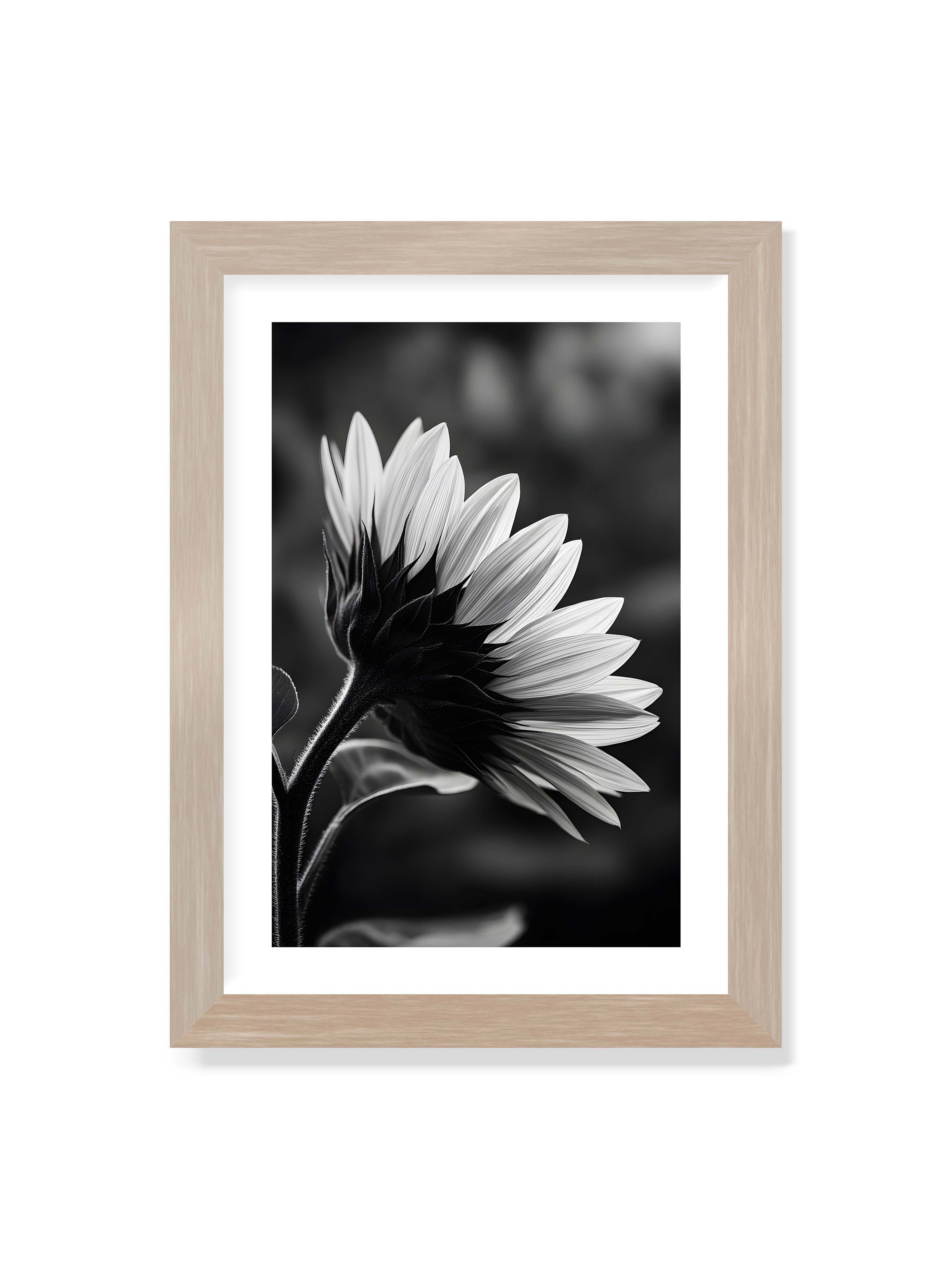21x30 cm mit weißem Galerie-Rand im Eichenrahmen – Schwarzweiß Nahaufnahme einer Sonnenblume im Seitenprofil mit hellen Blütenblättern und dunklem Stiel vor unscharfem Hintergrund.