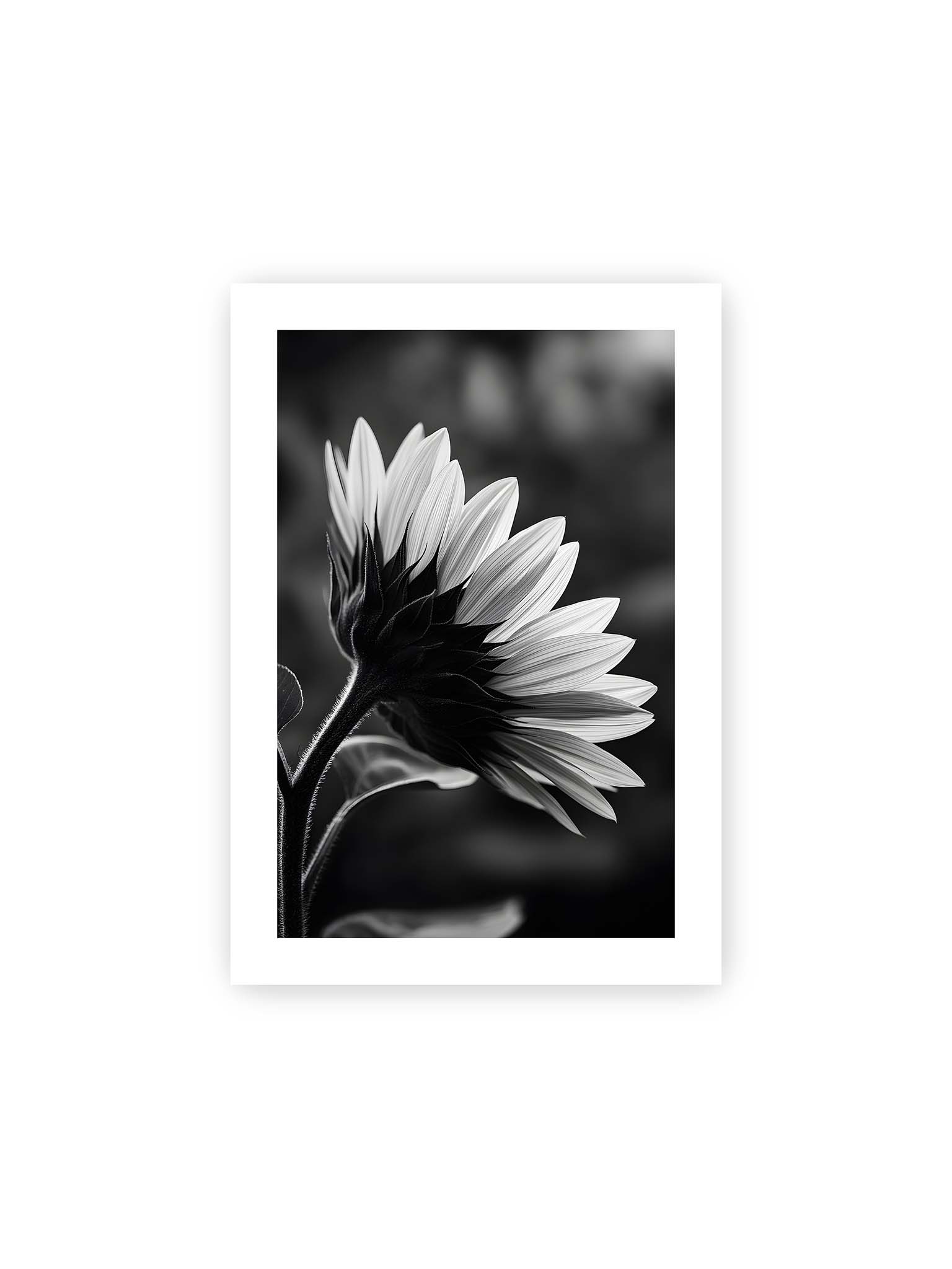 21x30 cm, weißer Galerie-Rand – Schwarzweiß Nahaufnahme einer Sonnenblume im Seitenprofil mit hellen Blütenblättern und dunklem Stiel vor unscharfem Hintergrund