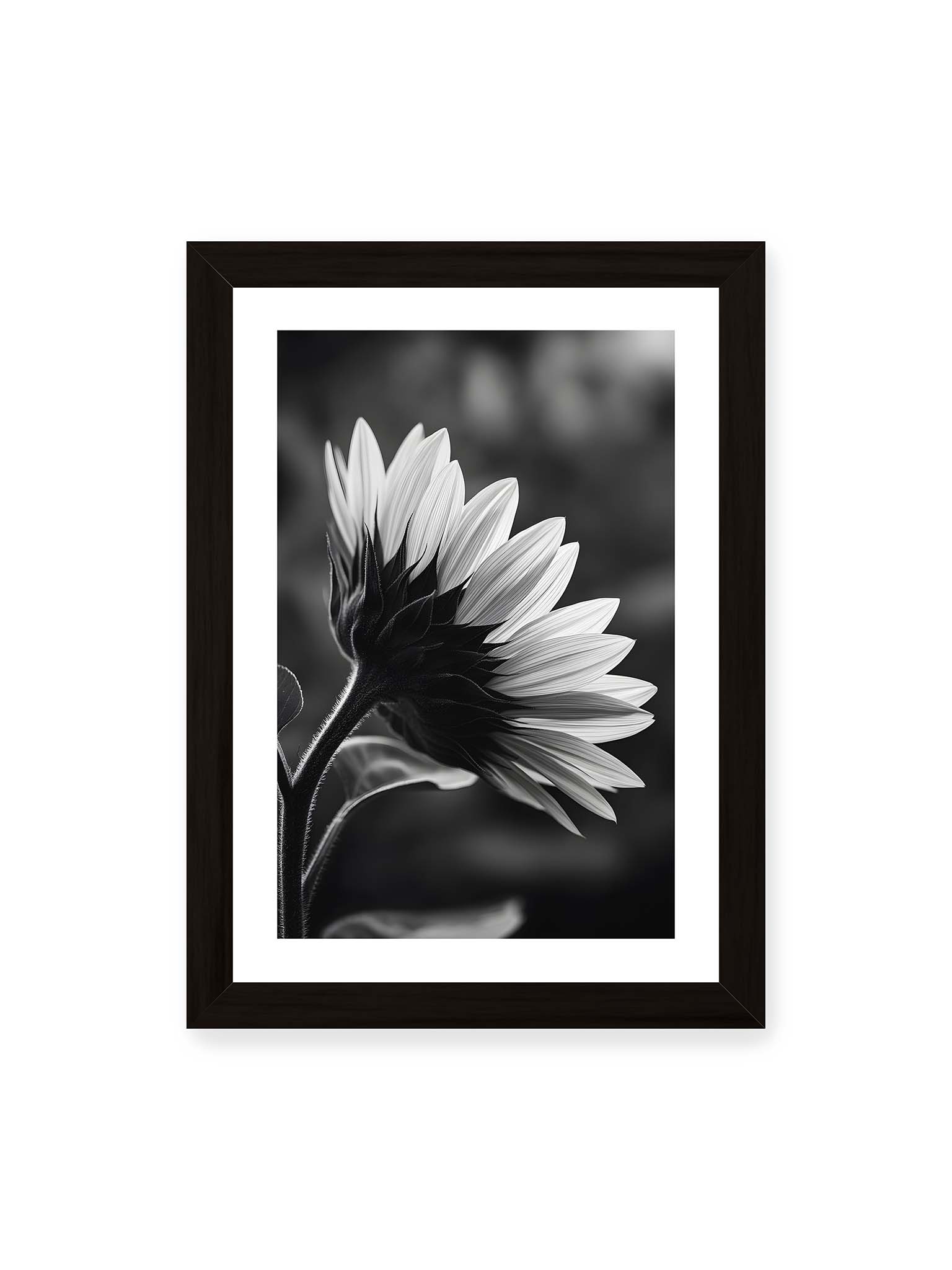 21x30 cm, weißer Galerie-Rand, schwarzer Rahmen – Schwarzweiß Nahaufnahme einer Sonnenblume im Seitenprofil mit hellen Blütenblättern und dunklem Stiel vor unscharfem Hintergrund