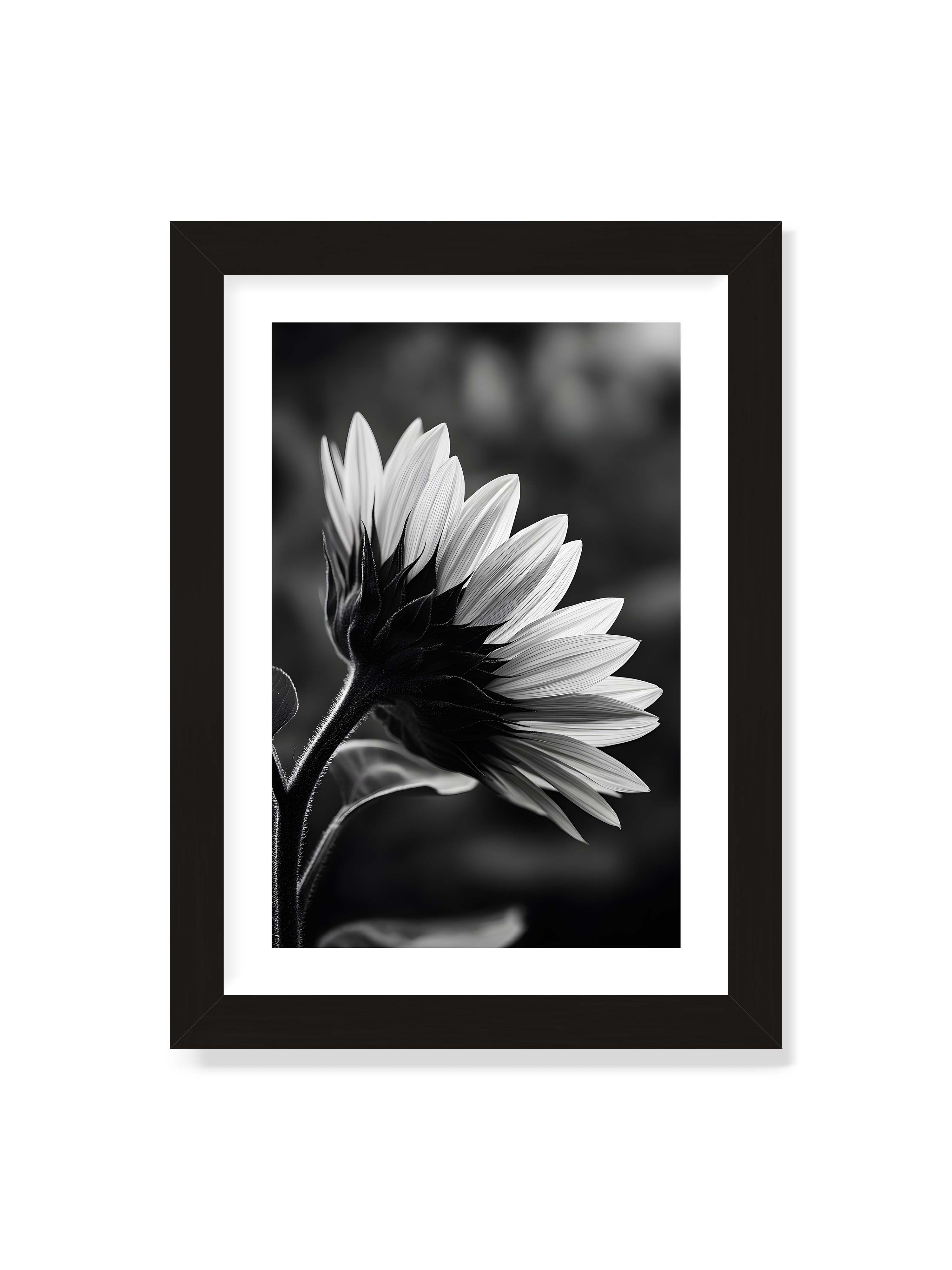 21x30 cm mit weißem Galerie-Rand mit schwarzem Rahmen – Schwarzweiß Nahaufnahme einer Sonnenblume im Seitenprofil mit hellen Blütenblättern und dunklem Stiel vor unscharfem Hintergrund.