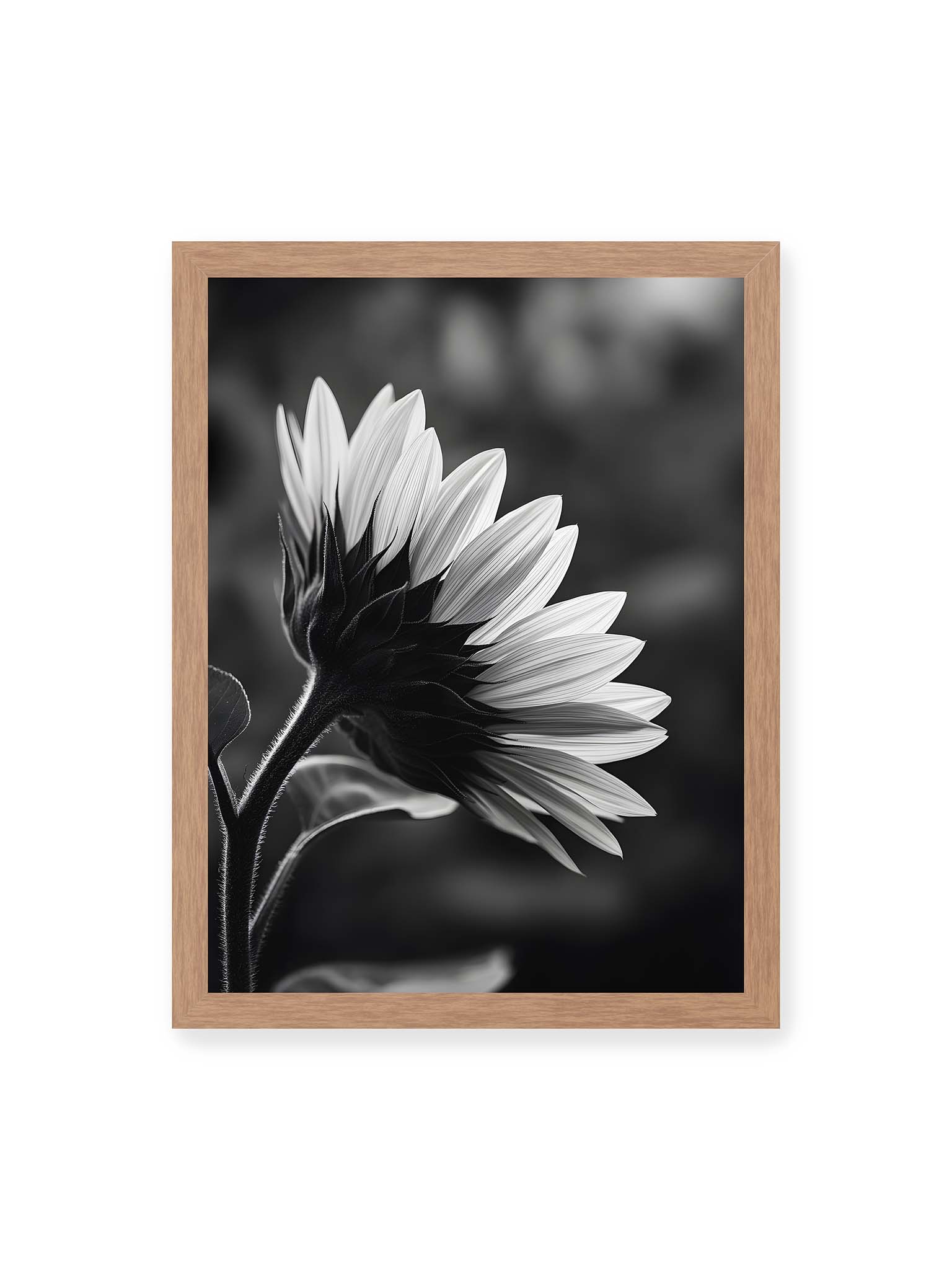 30x40 cm, Eichenrahmen – Schwarzweiß Nahaufnahme einer Sonnenblume im Seitenprofil mit hellen Blütenblättern und dunklem Stiel vor unscharfem Hintergrund
