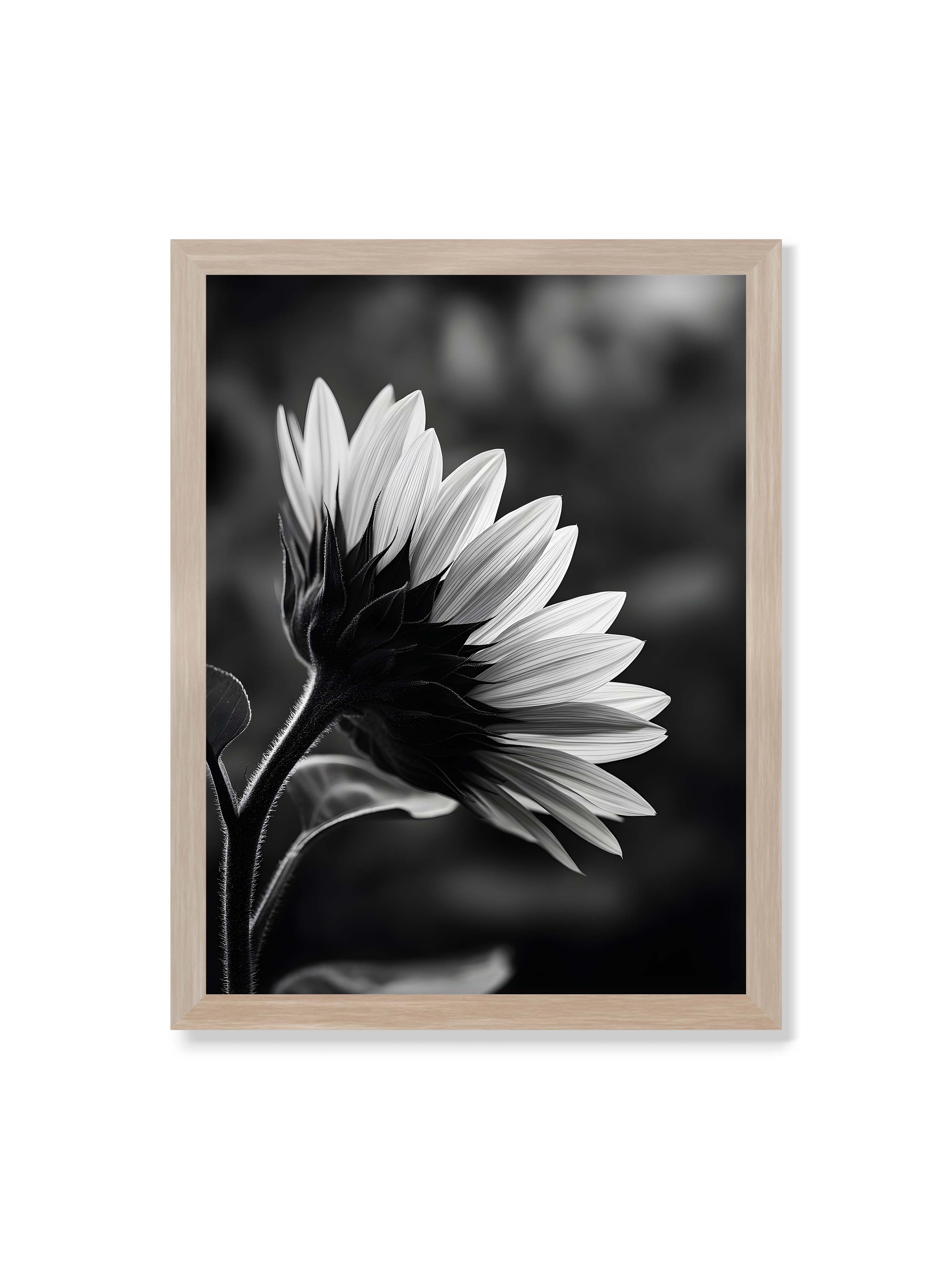 30x40 cm ohne Galerie-Rand im Eichenrahmen – Schwarzweiß Nahaufnahme einer Sonnenblume im Seitenprofil mit hellen Blütenblättern und dunklem Stiel vor unscharfem Hintergrund.