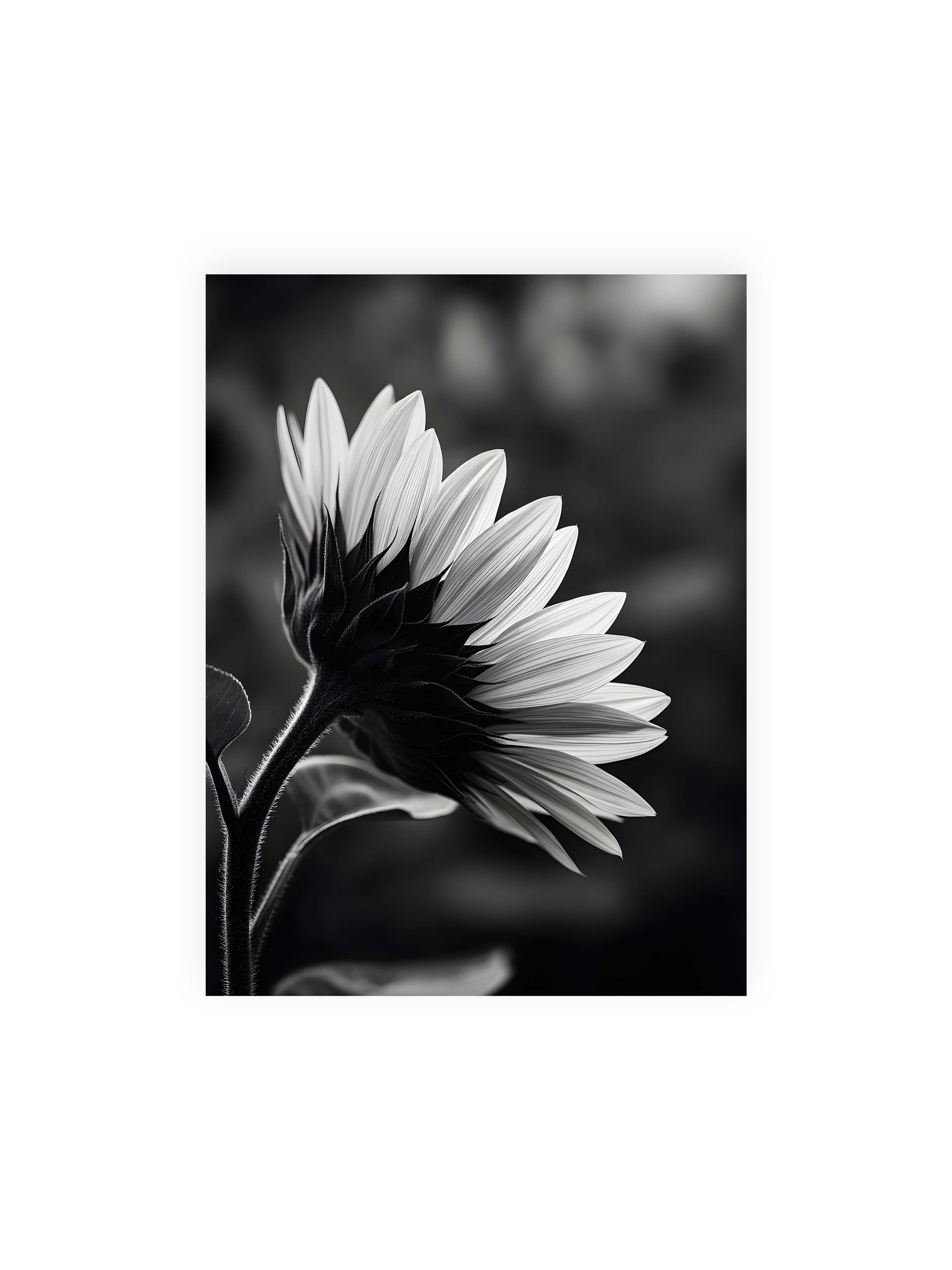 30x40 cm ohne Galerie-Rand ohne Rahmen – Schwarzweiß Nahaufnahme einer Sonnenblume im Seitenprofil mit hellen Blütenblättern und dunklem Stiel vor unscharfem Hintergrund.