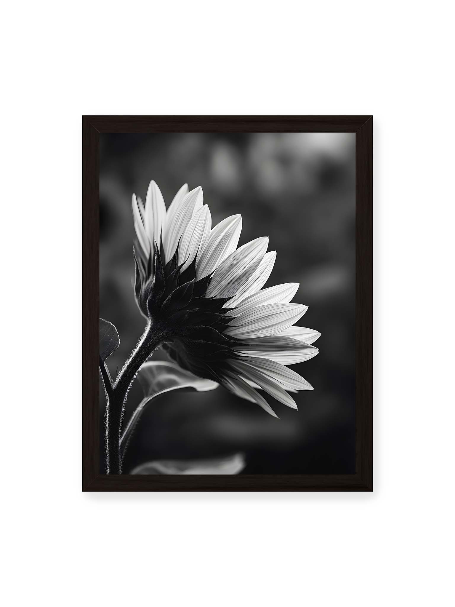 30x40 cm, schwarzer Rahmen – Schwarzweiß Nahaufnahme einer Sonnenblume im Seitenprofil mit hellen Blütenblättern und dunklem Stiel vor unscharfem Hintergrund