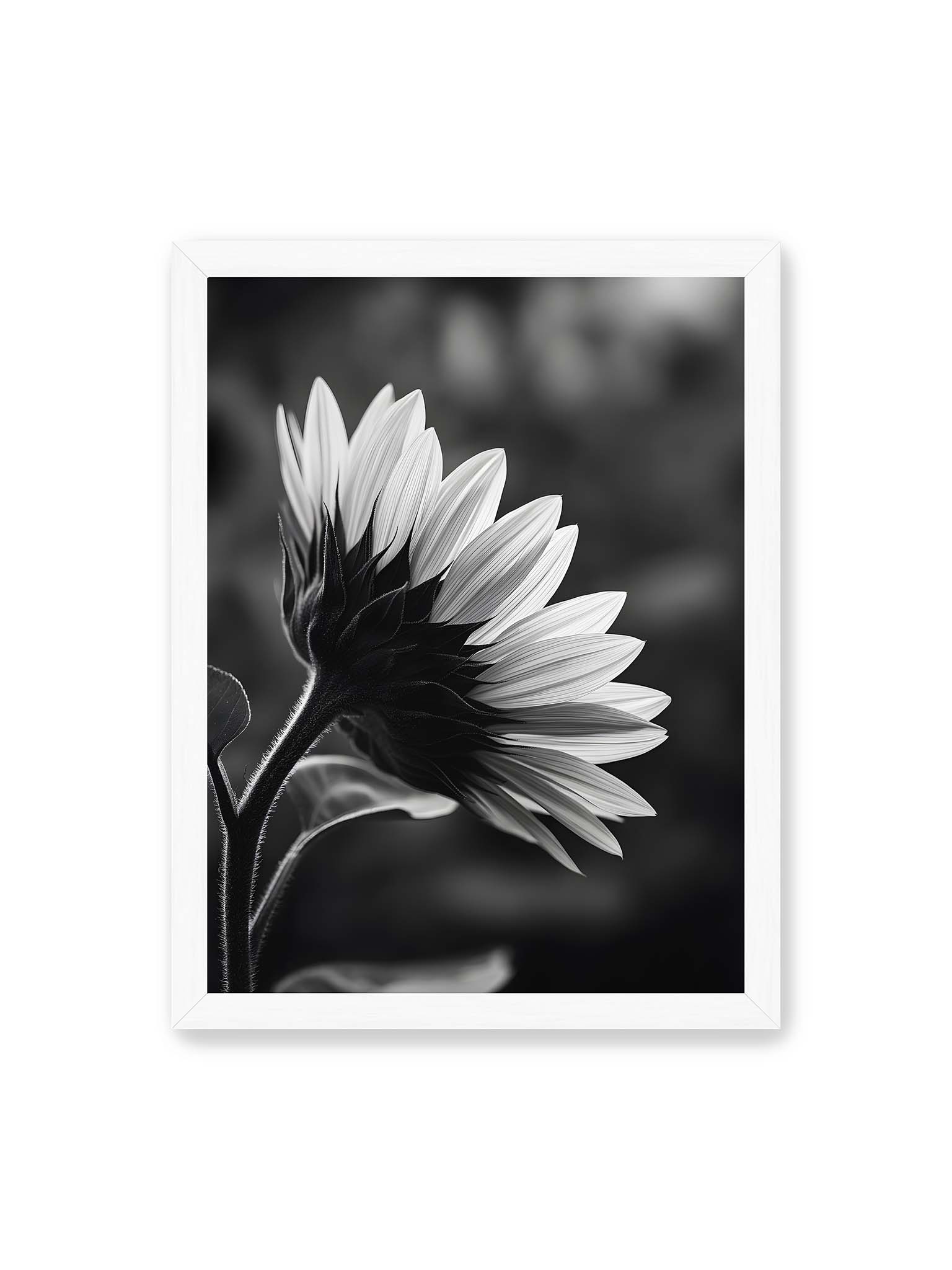30x40 cm, weißer Rahmen – Schwarzweiß Nahaufnahme einer Sonnenblume im Seitenprofil mit hellen Blütenblättern und dunklem Stiel vor unscharfem Hintergrund