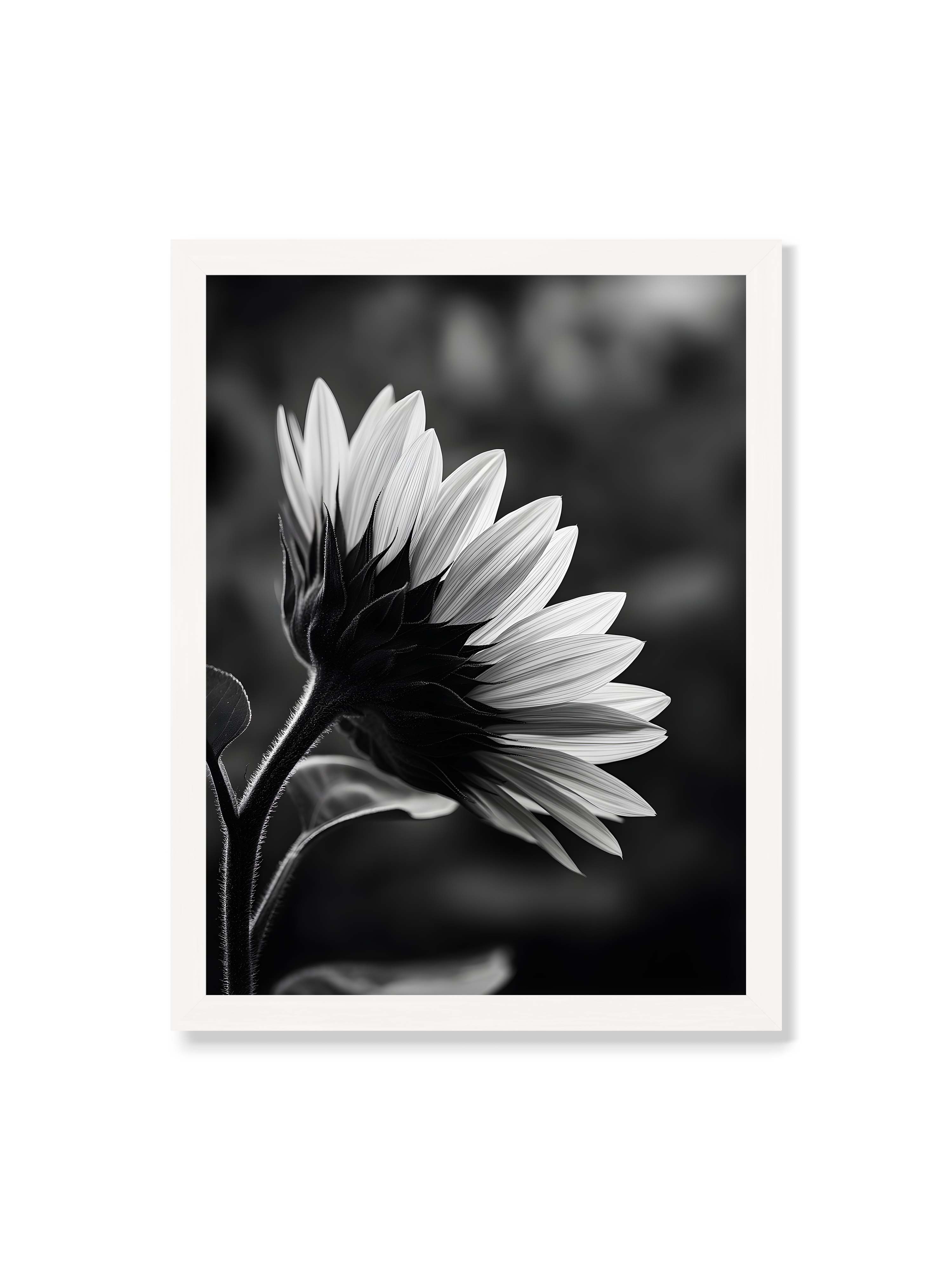 30x40 cm ohne Galerie-Rand mit weißem Rahmen – Schwarzweiß Nahaufnahme einer Sonnenblume im Seitenprofil mit hellen Blütenblättern und dunklem Stiel vor unscharfem Hintergrund.