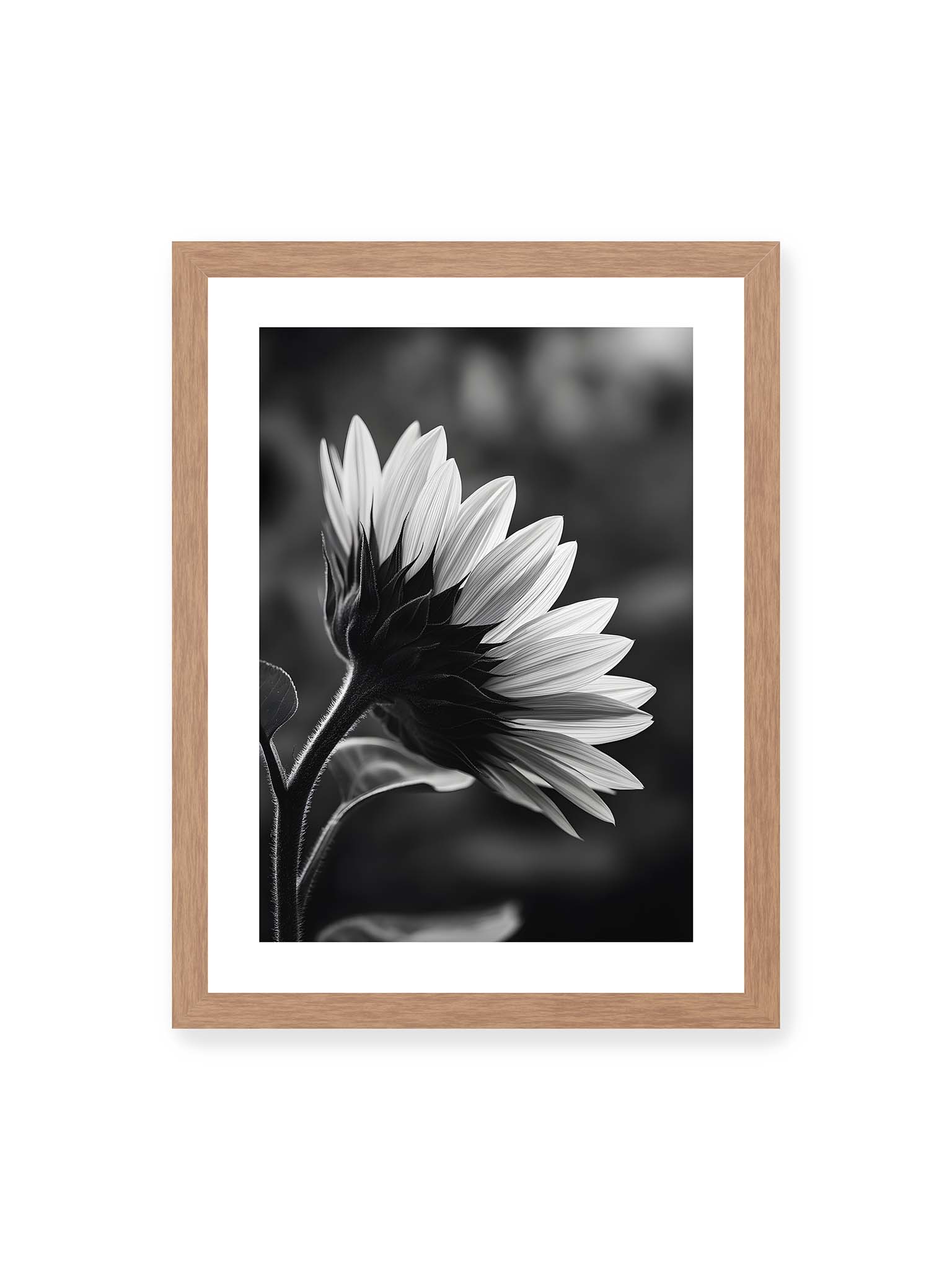 30x40 cm, weißer Galerie-Rand, Eichenrahmen – Schwarzweiß Nahaufnahme einer Sonnenblume im Seitenprofil mit hellen Blütenblättern und dunklem Stiel vor unscharfem Hintergrund