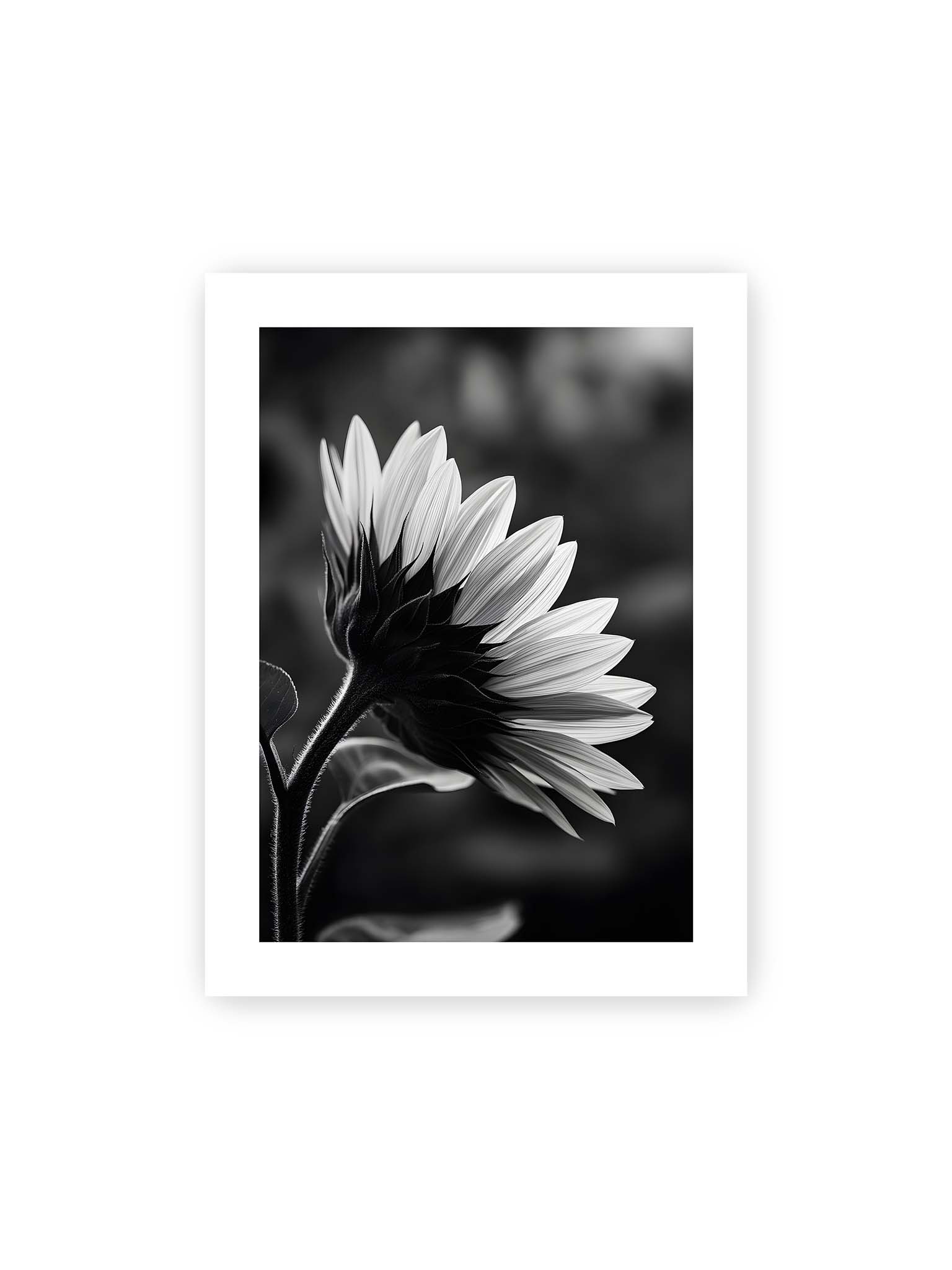 30x40 cm, weißer Galerie-Rand – Schwarzweiß Nahaufnahme einer Sonnenblume im Seitenprofil mit hellen Blütenblättern und dunklem Stiel vor unscharfem Hintergrund