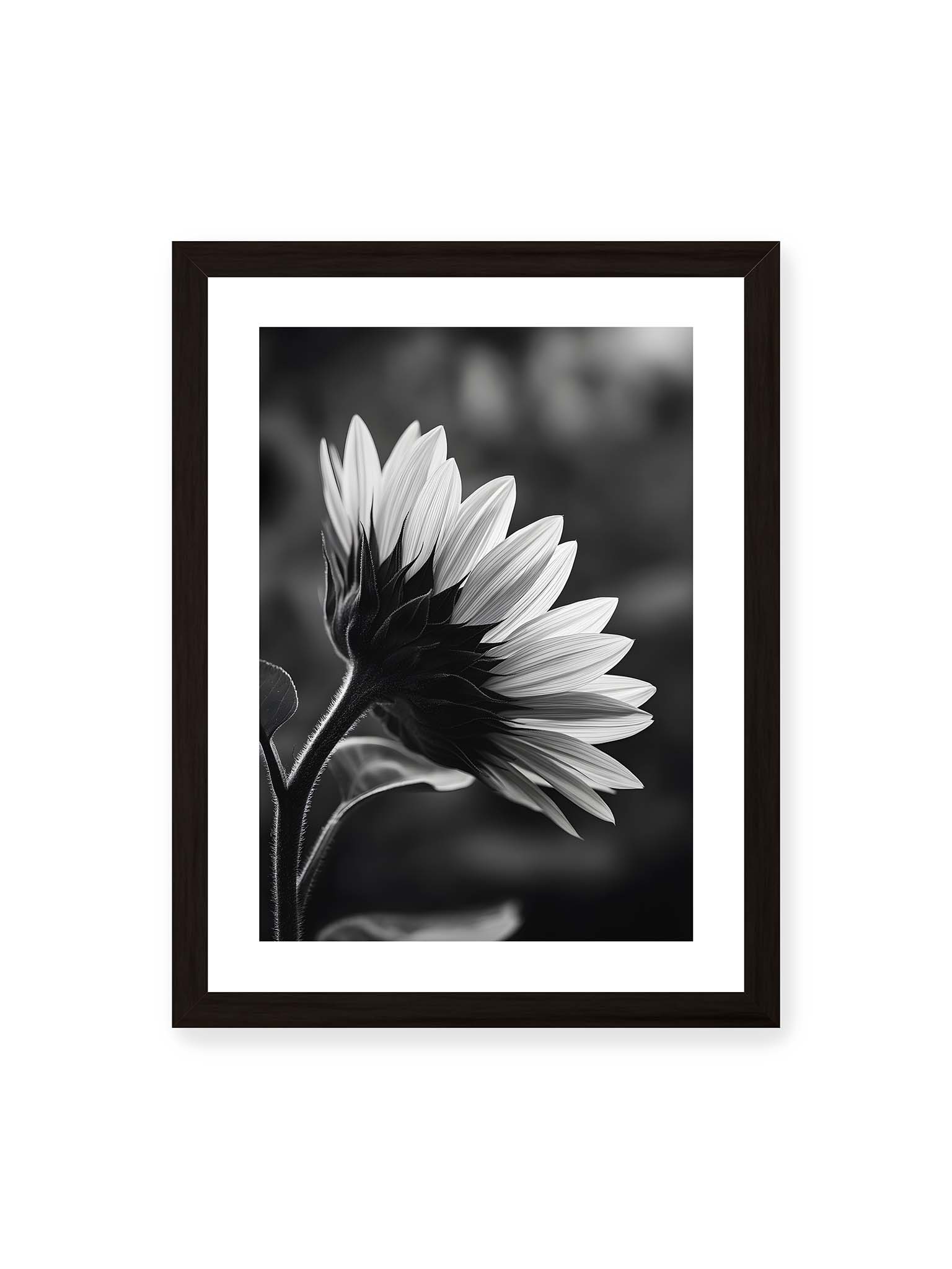 30x40 cm, weißer Galerie-Rand, schwarzer Rahmen – Schwarzweiß Nahaufnahme einer Sonnenblume im Seitenprofil mit hellen Blütenblättern und dunklem Stiel vor unscharfem Hintergrund