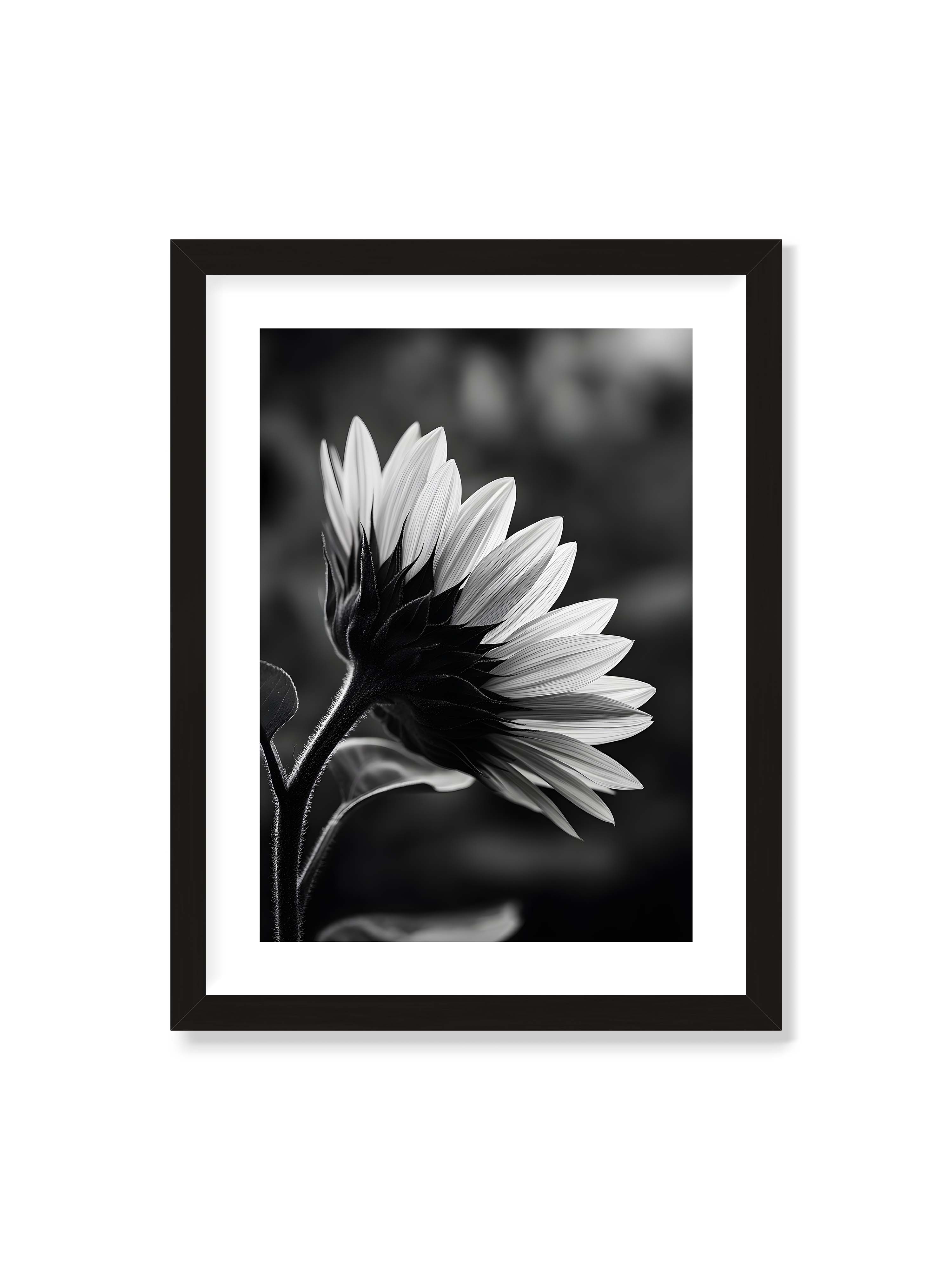30x40 cm mit weißem Galerie-Rand mit schwarzem Rahmen – Schwarzweiß Nahaufnahme einer Sonnenblume im Seitenprofil mit hellen Blütenblättern und dunklem Stiel vor unscharfem Hintergrund.