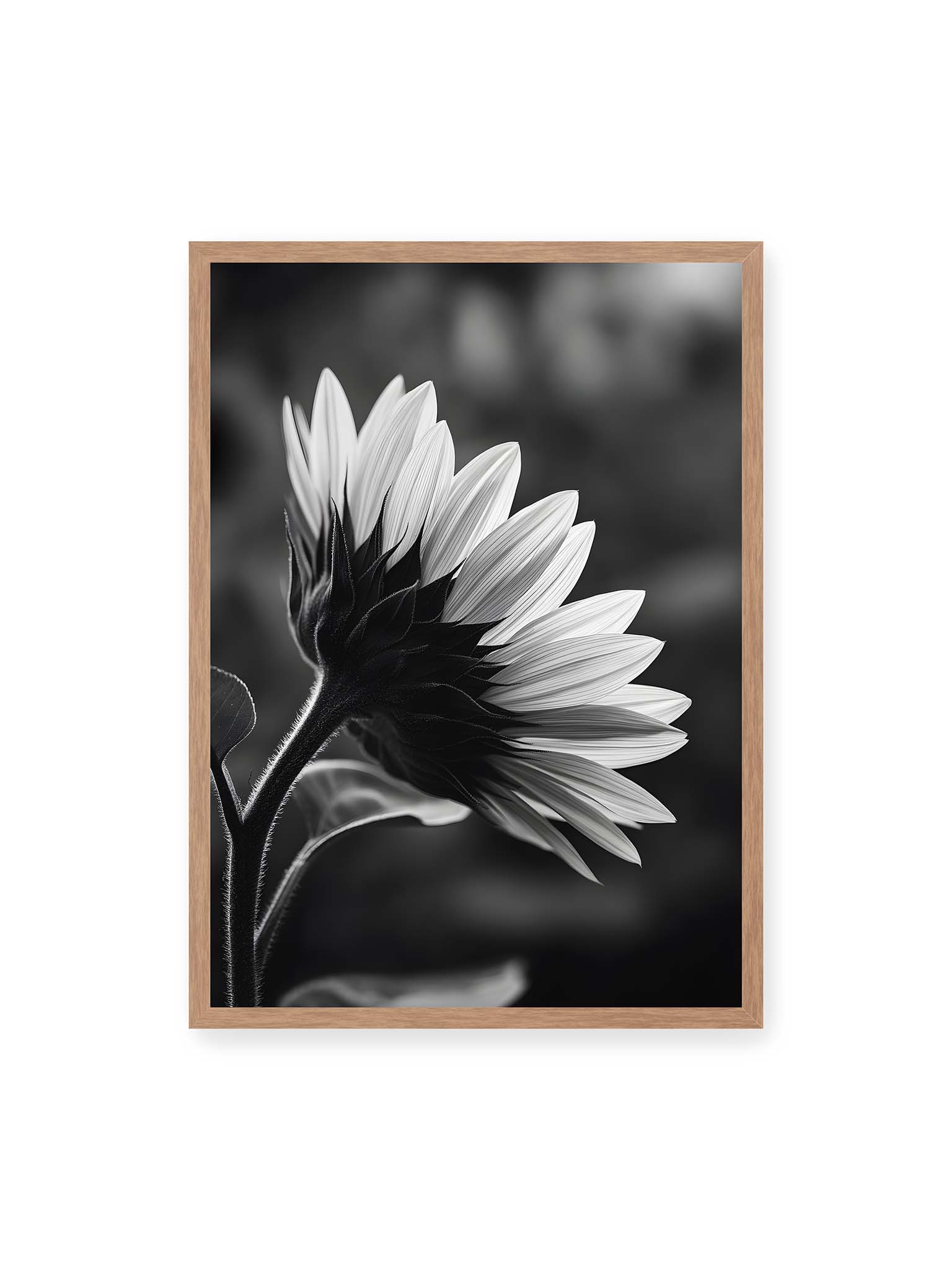 50x70 cm, Eichenrahmen – Schwarzweiß Nahaufnahme einer Sonnenblume im Seitenprofil mit hellen Blütenblättern und dunklem Stiel vor unscharfem Hintergrund