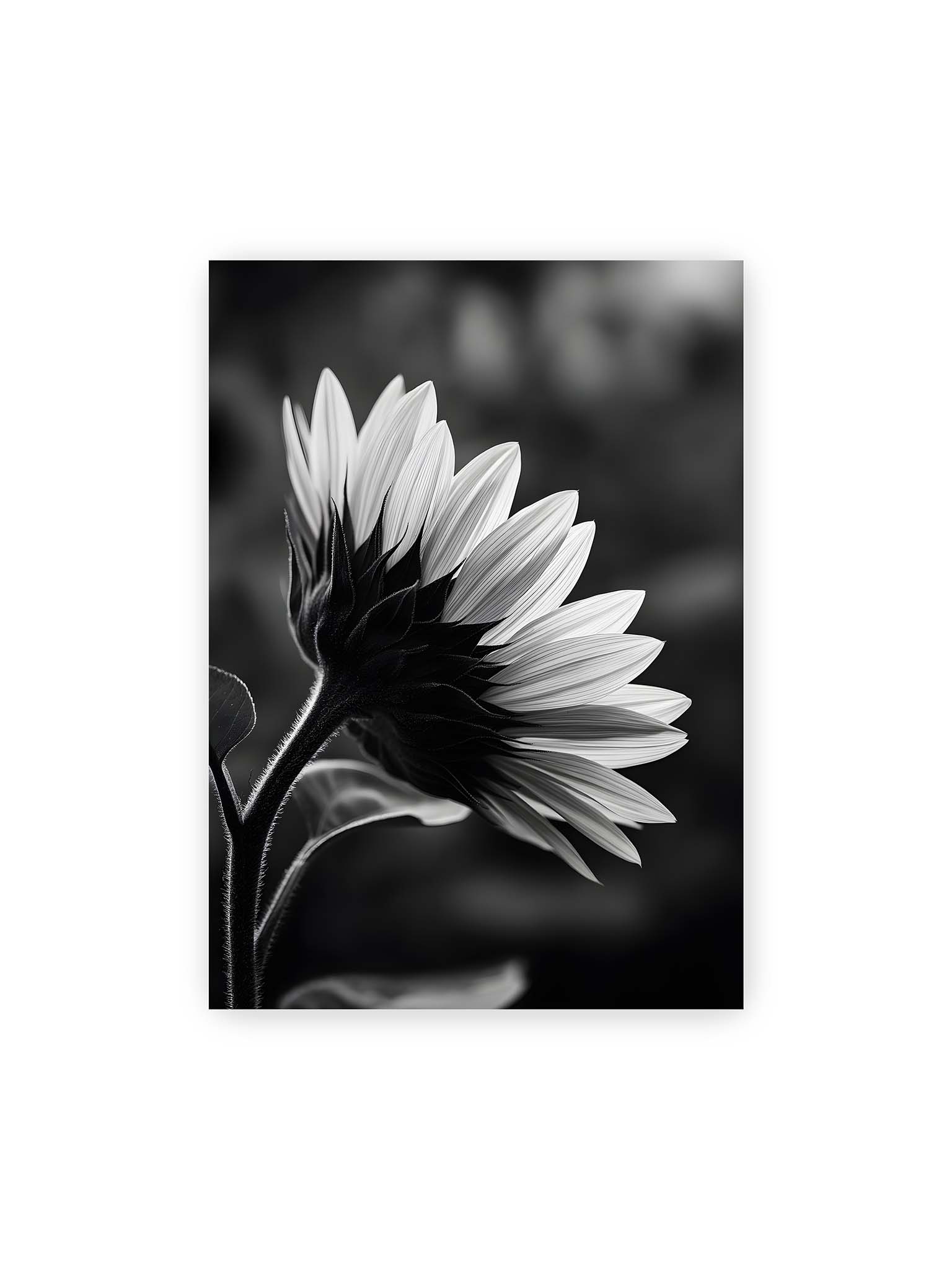 50x70 cm – Schwarzweiß Nahaufnahme einer Sonnenblume im Seitenprofil mit hellen Blütenblättern und dunklem Stiel vor unscharfem Hintergrund