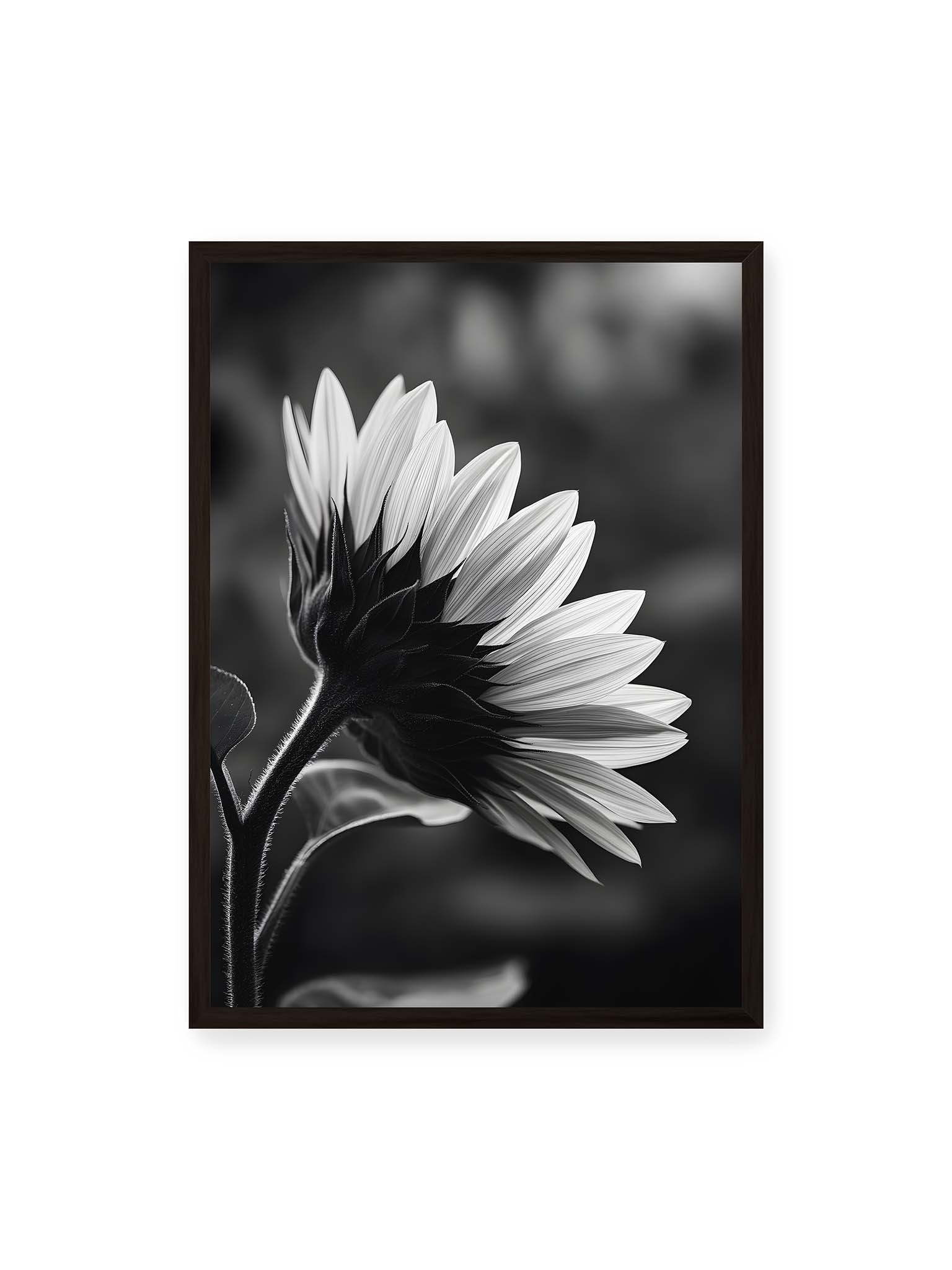 50x70 cm, schwarzer Rahmen – Schwarzweiß Nahaufnahme einer Sonnenblume im Seitenprofil mit hellen Blütenblättern und dunklem Stiel vor unscharfem Hintergrund
