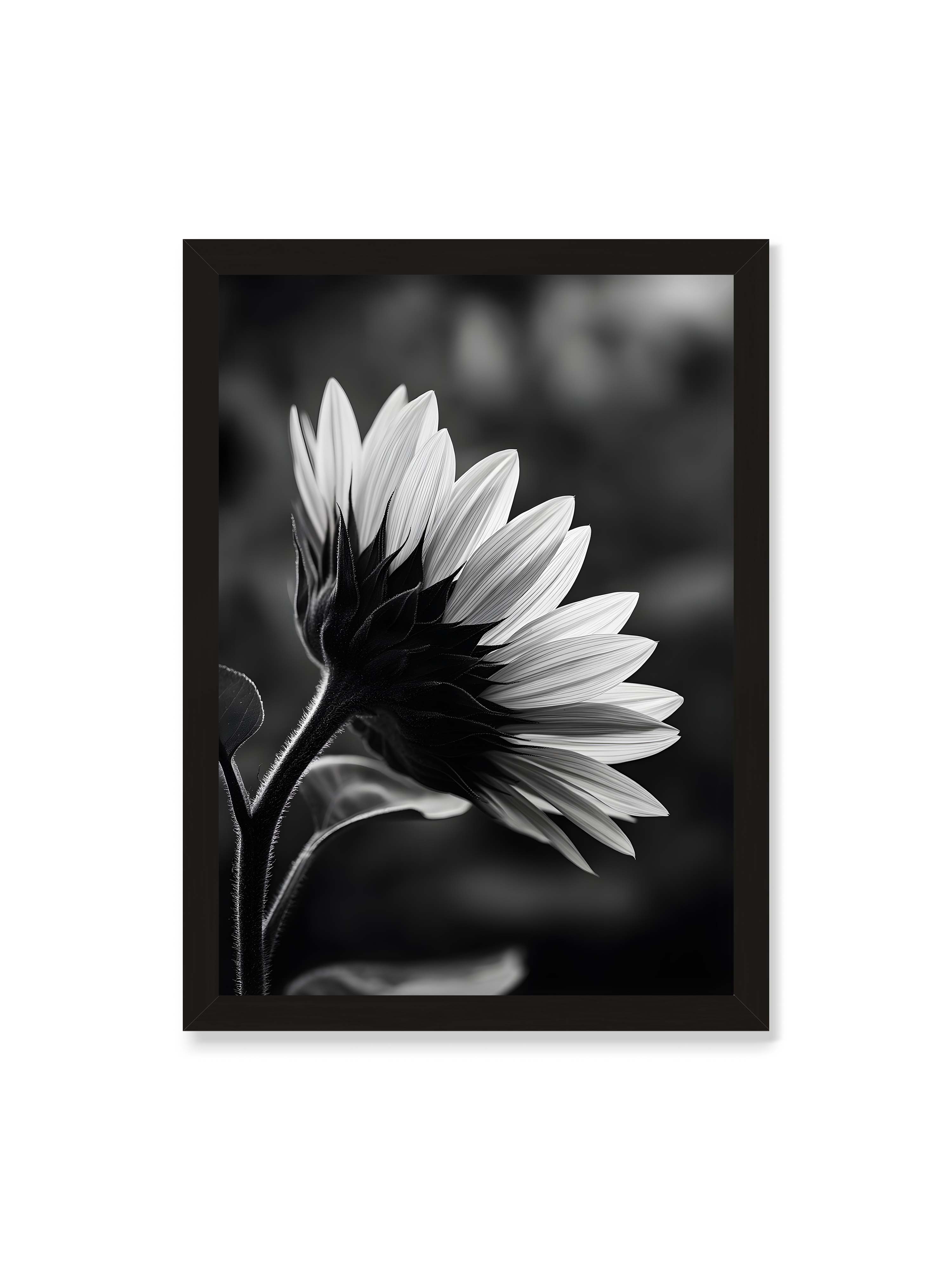 50x70 cm ohne Galerie-Rand mit schwarzem Rahmen – Schwarzweiß Nahaufnahme einer Sonnenblume im Seitenprofil mit hellen Blütenblättern und dunklem Stiel vor unscharfem Hintergrund.