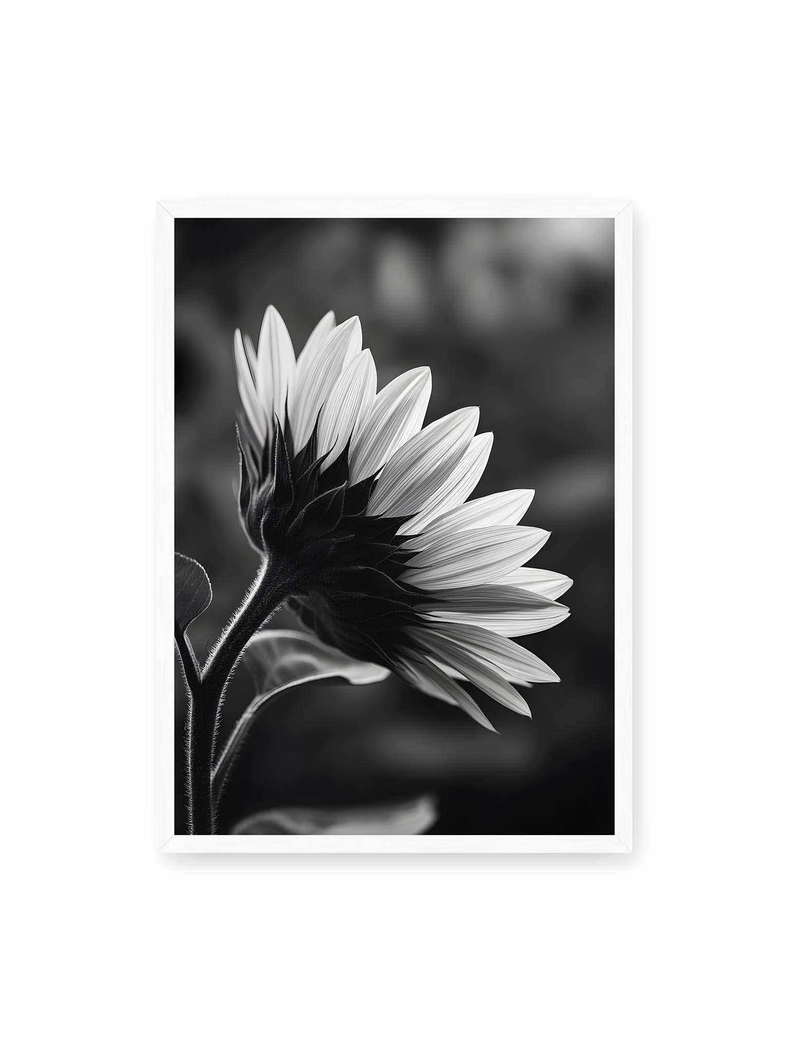 50x70 cm, weißer Rahmen – Schwarzweiß Nahaufnahme einer Sonnenblume im Seitenprofil mit hellen Blütenblättern und dunklem Stiel vor unscharfem Hintergrund