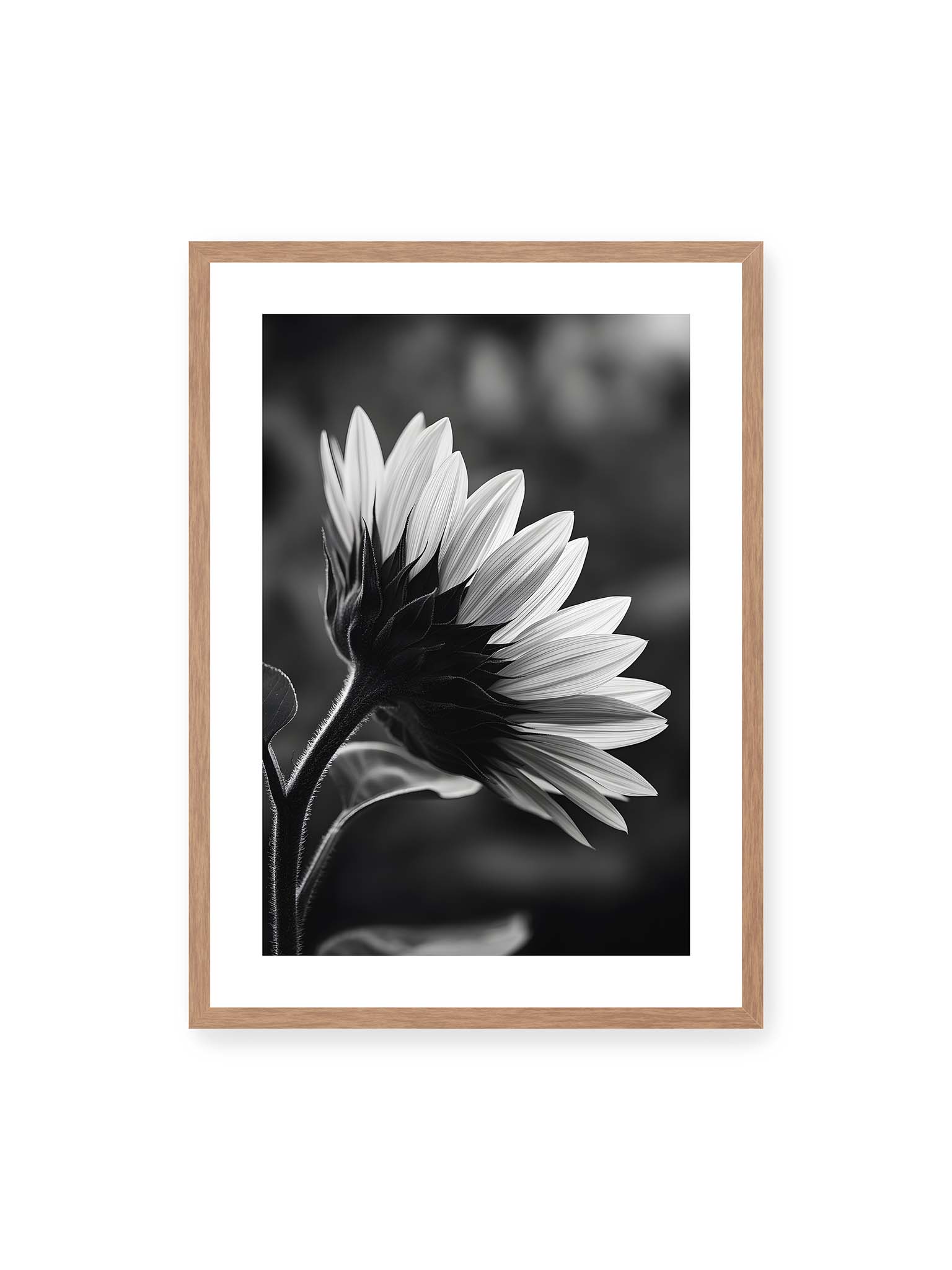 50x70 cm, weißer Galerie-Rand, Eichenrahmen – Schwarzweiß Nahaufnahme einer Sonnenblume im Seitenprofil mit hellen Blütenblättern und dunklem Stiel vor unscharfem Hintergrund