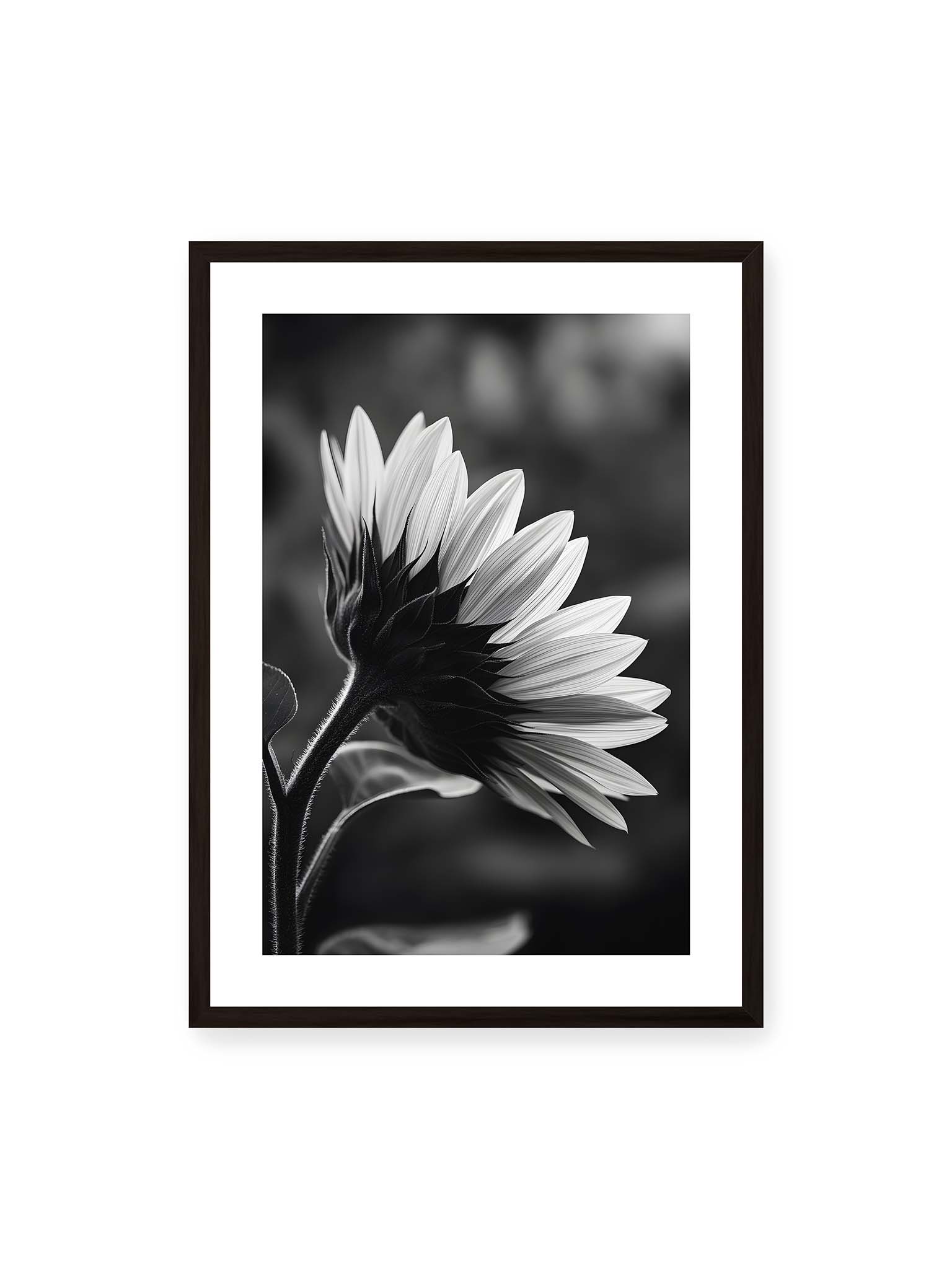 50x70 cm, weißer Galerie-Rand, schwarzer Rahmen – Schwarzweiß Nahaufnahme einer Sonnenblume im Seitenprofil mit hellen Blütenblättern und dunklem Stiel vor unscharfem Hintergrund