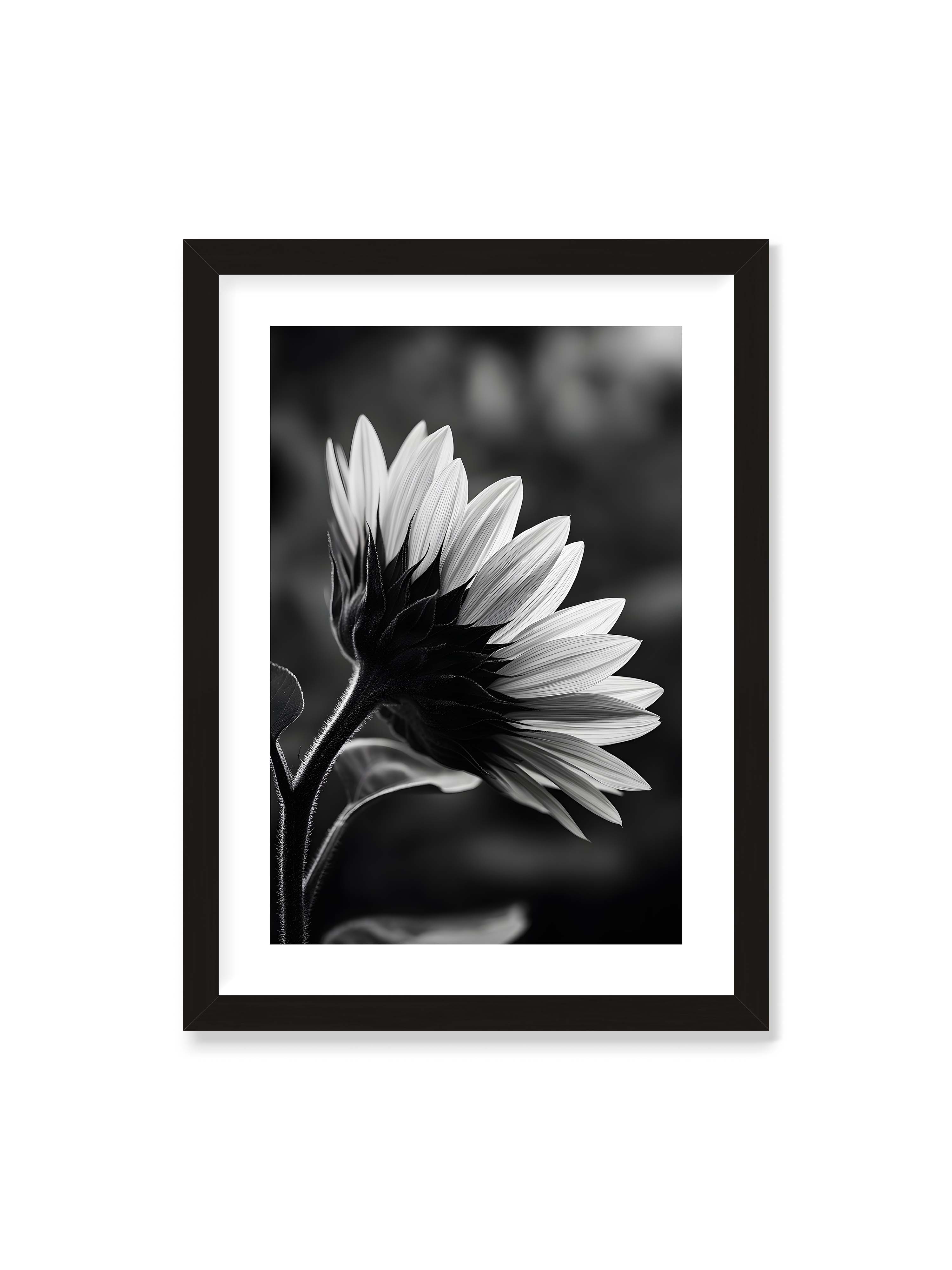 50x70 cm mit weißem Galerie-Rand mit schwarzem Rahmen – Schwarzweiß Nahaufnahme einer Sonnenblume im Seitenprofil mit hellen Blütenblättern und dunklem Stiel vor unscharfem Hintergrund.