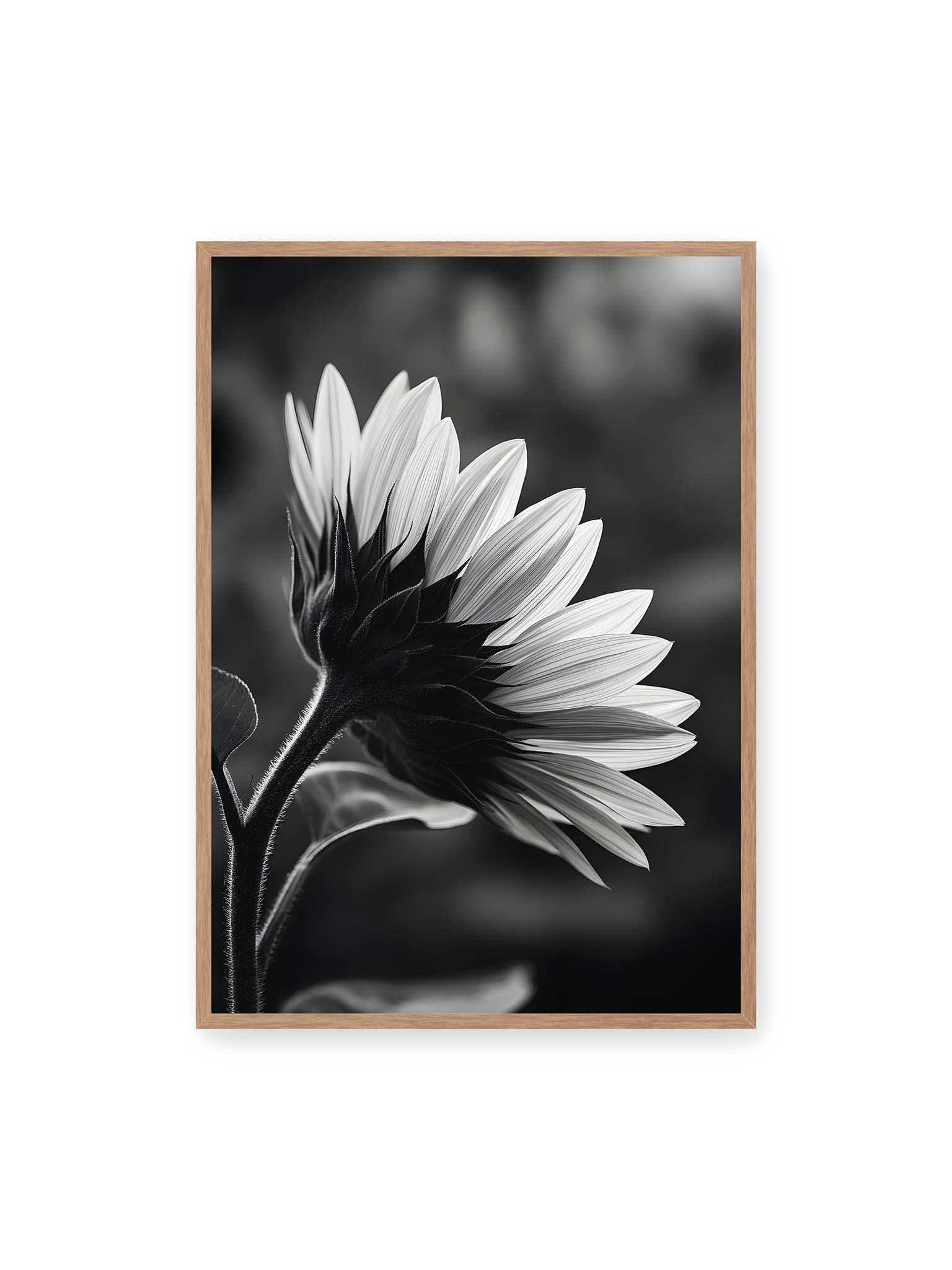 70x100 cm, Eichenrahmen – Schwarzweiß Nahaufnahme einer Sonnenblume im Seitenprofil mit hellen Blütenblättern und dunklem Stiel vor unscharfem Hintergrund