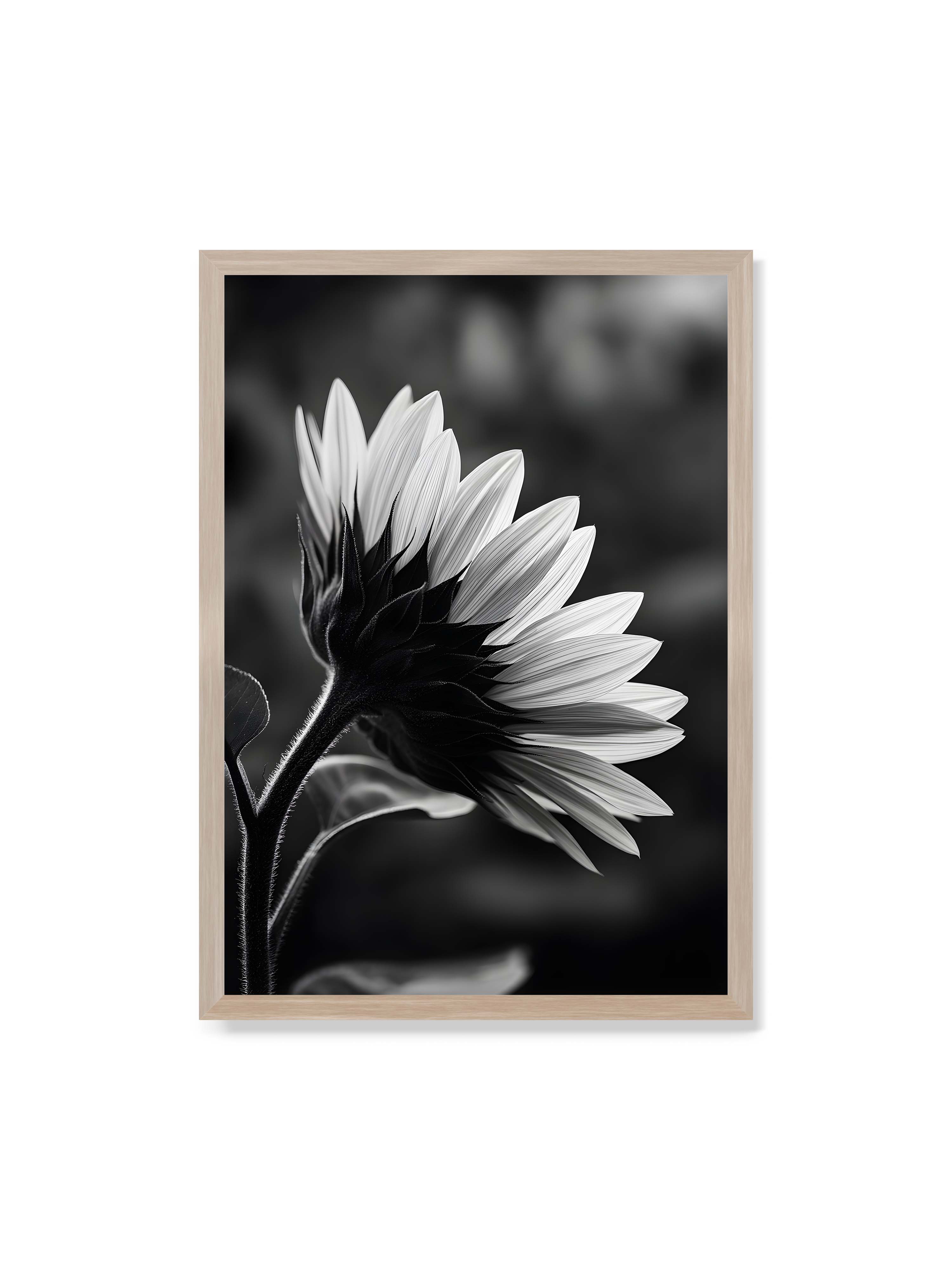 70x100 cm ohne Galerie-Rand im Eichenrahmen – Schwarzweiß Nahaufnahme einer Sonnenblume im Seitenprofil mit hellen Blütenblättern und dunklem Stiel vor unscharfem Hintergrund.