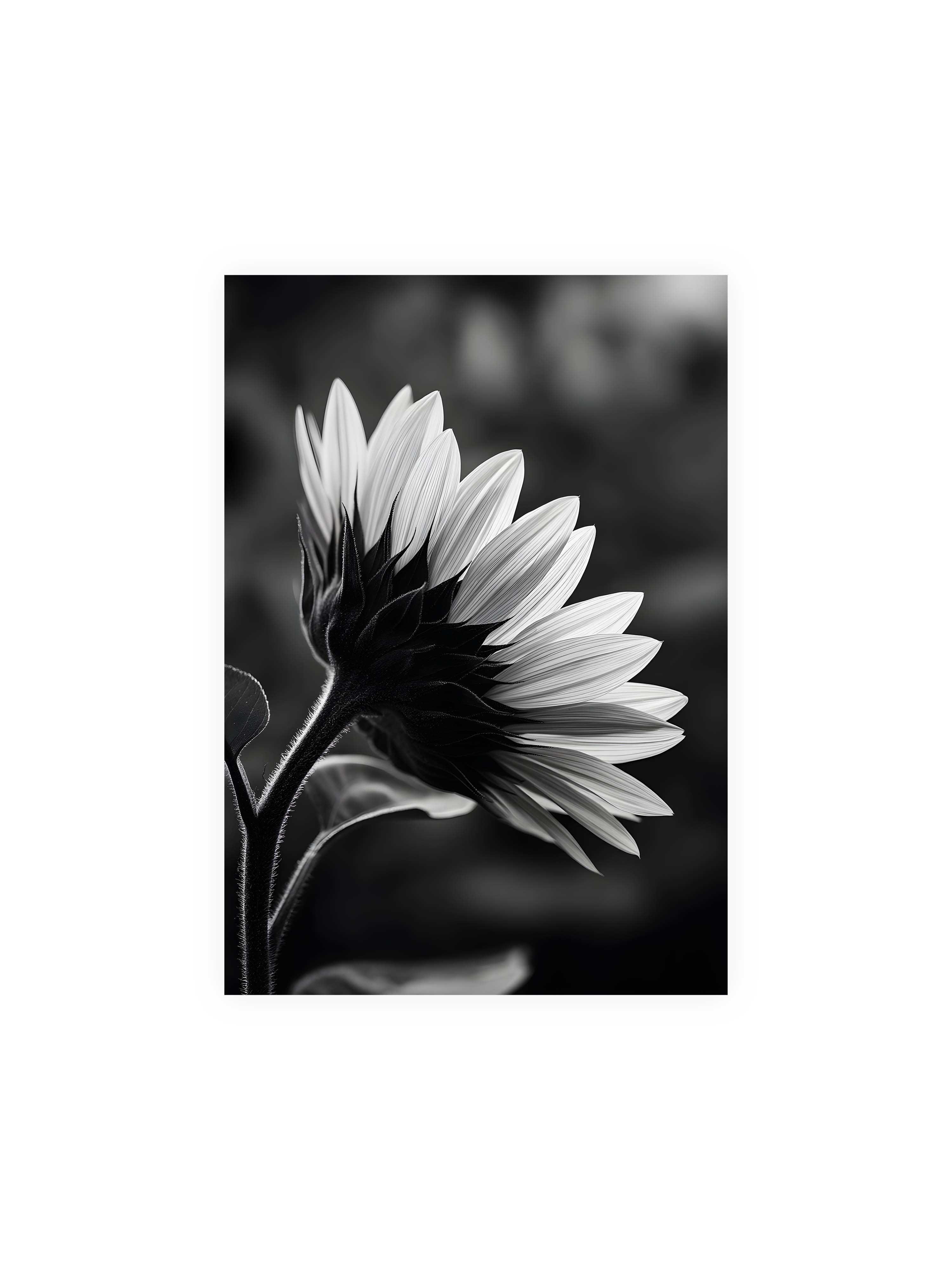 70x100 cm ohne Galerie-Rand ohne Rahmen – Schwarzweiß Nahaufnahme einer Sonnenblume im Seitenprofil mit hellen Blütenblättern und dunklem Stiel vor unscharfem Hintergrund.