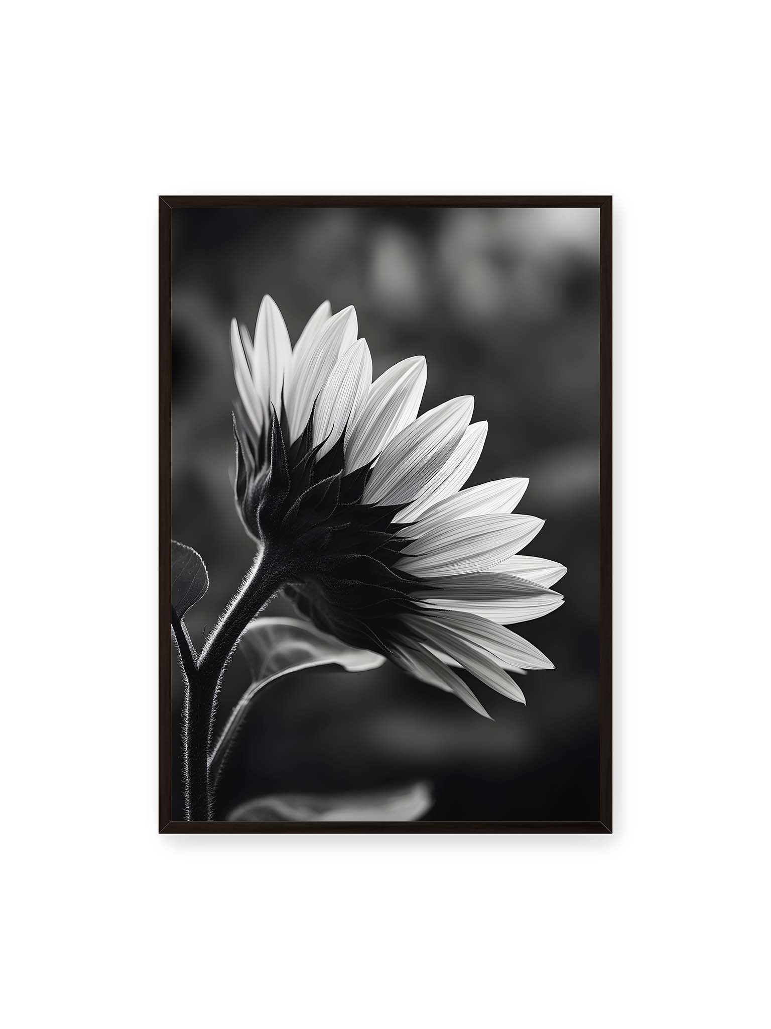 70x100 cm, schwarzer Rahmen – Schwarzweiß Nahaufnahme einer Sonnenblume im Seitenprofil mit hellen Blütenblättern und dunklem Stiel vor unscharfem Hintergrund