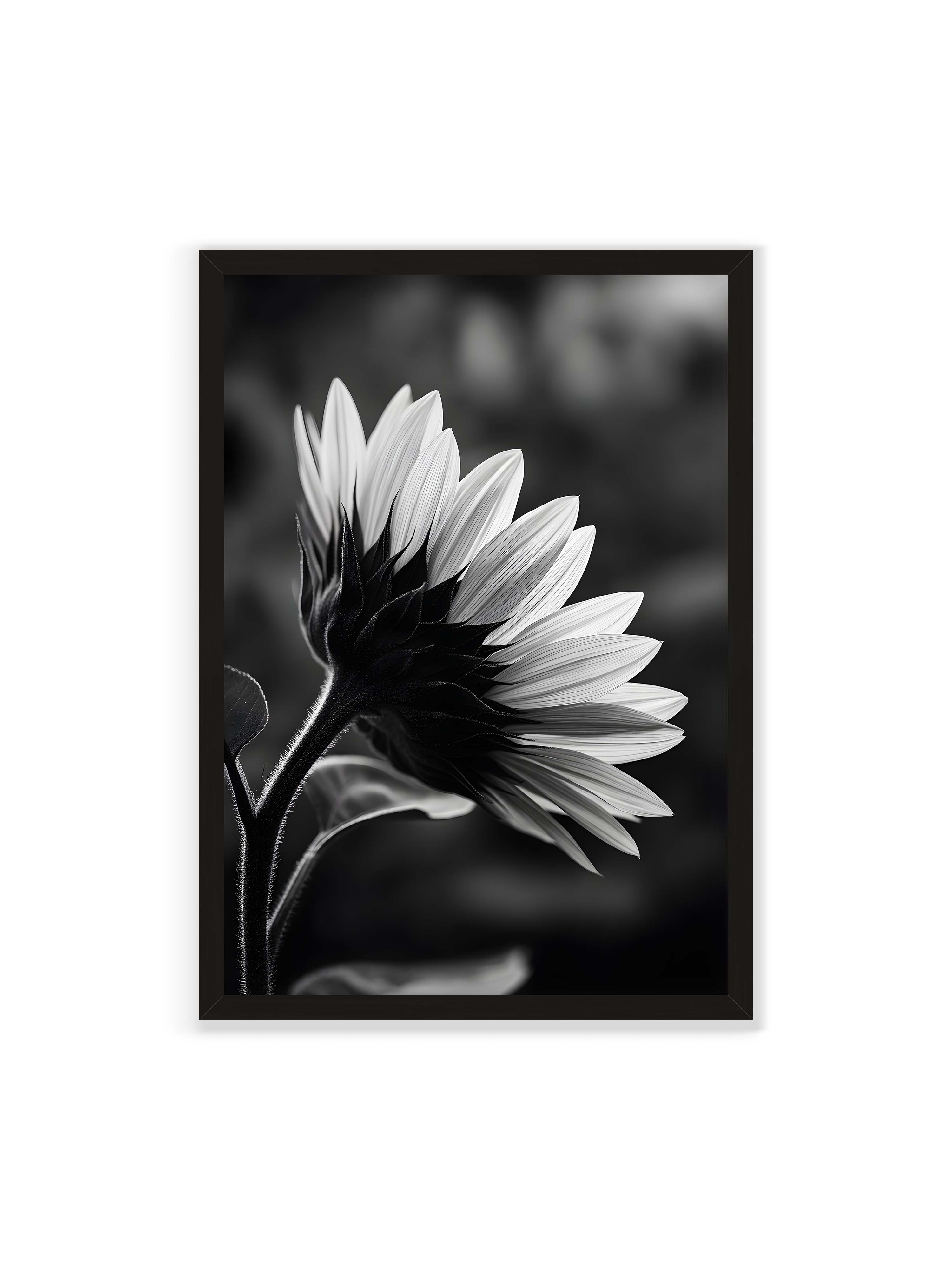 70x100 cm ohne Galerie-Rand mit schwarzem Rahmen – Schwarzweiß Nahaufnahme einer Sonnenblume im Seitenprofil mit hellen Blütenblättern und dunklem Stiel vor unscharfem Hintergrund.