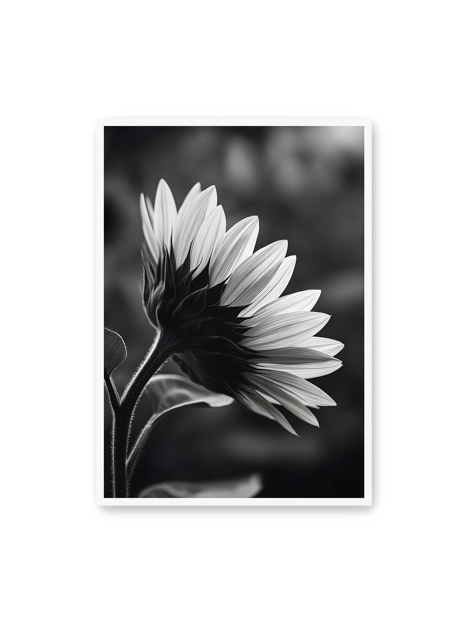 70x100 cm, weißer Rahmen – Schwarzweiß Nahaufnahme einer Sonnenblume im Seitenprofil mit hellen Blütenblättern und dunklem Stiel vor unscharfem Hintergrund