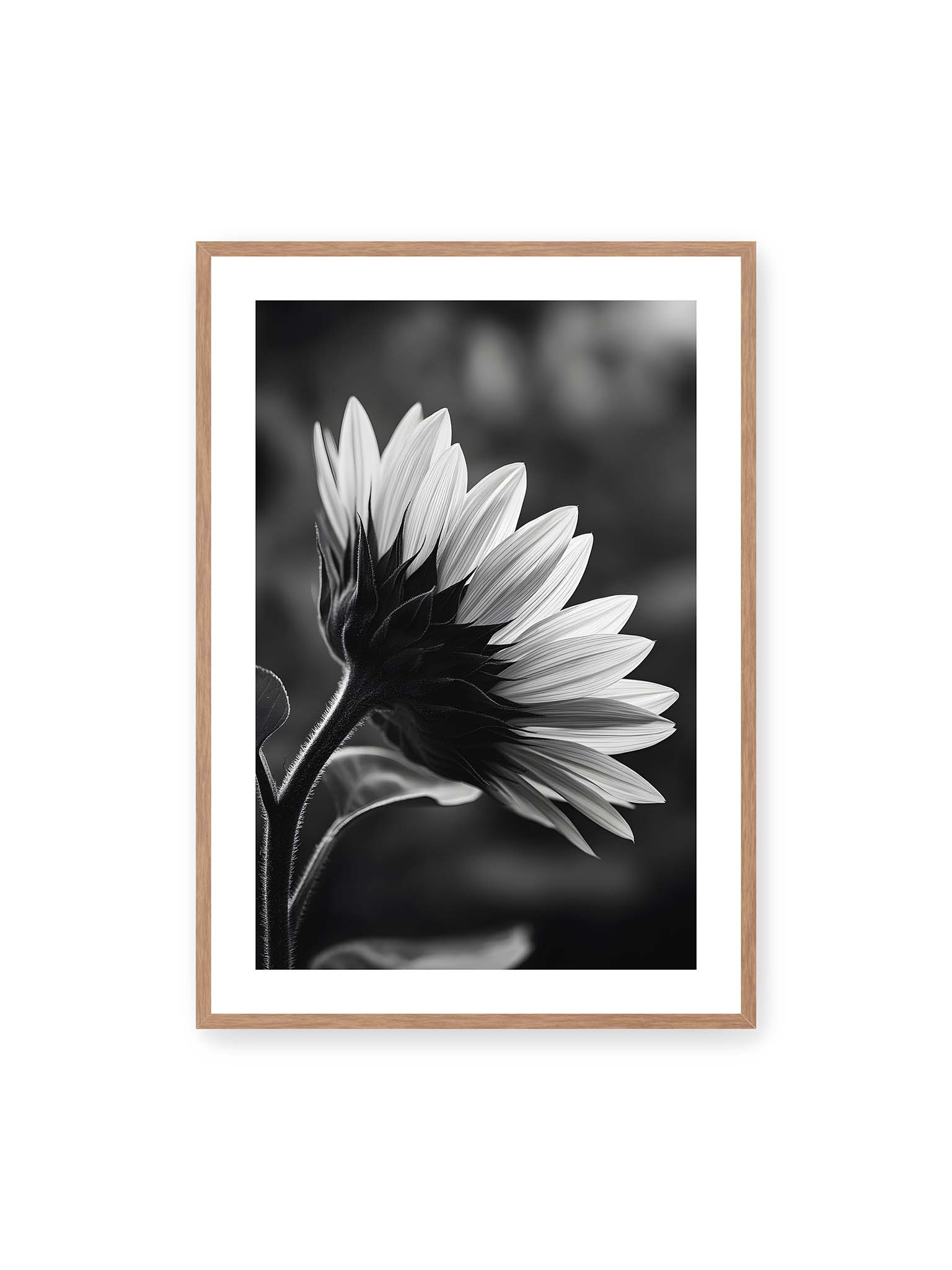 70x100 cm, weißer Galerie-Rand, Eichenrahmen – Schwarzweiß Nahaufnahme einer Sonnenblume im Seitenprofil mit hellen Blütenblättern und dunklem Stiel vor unscharfem Hintergrund