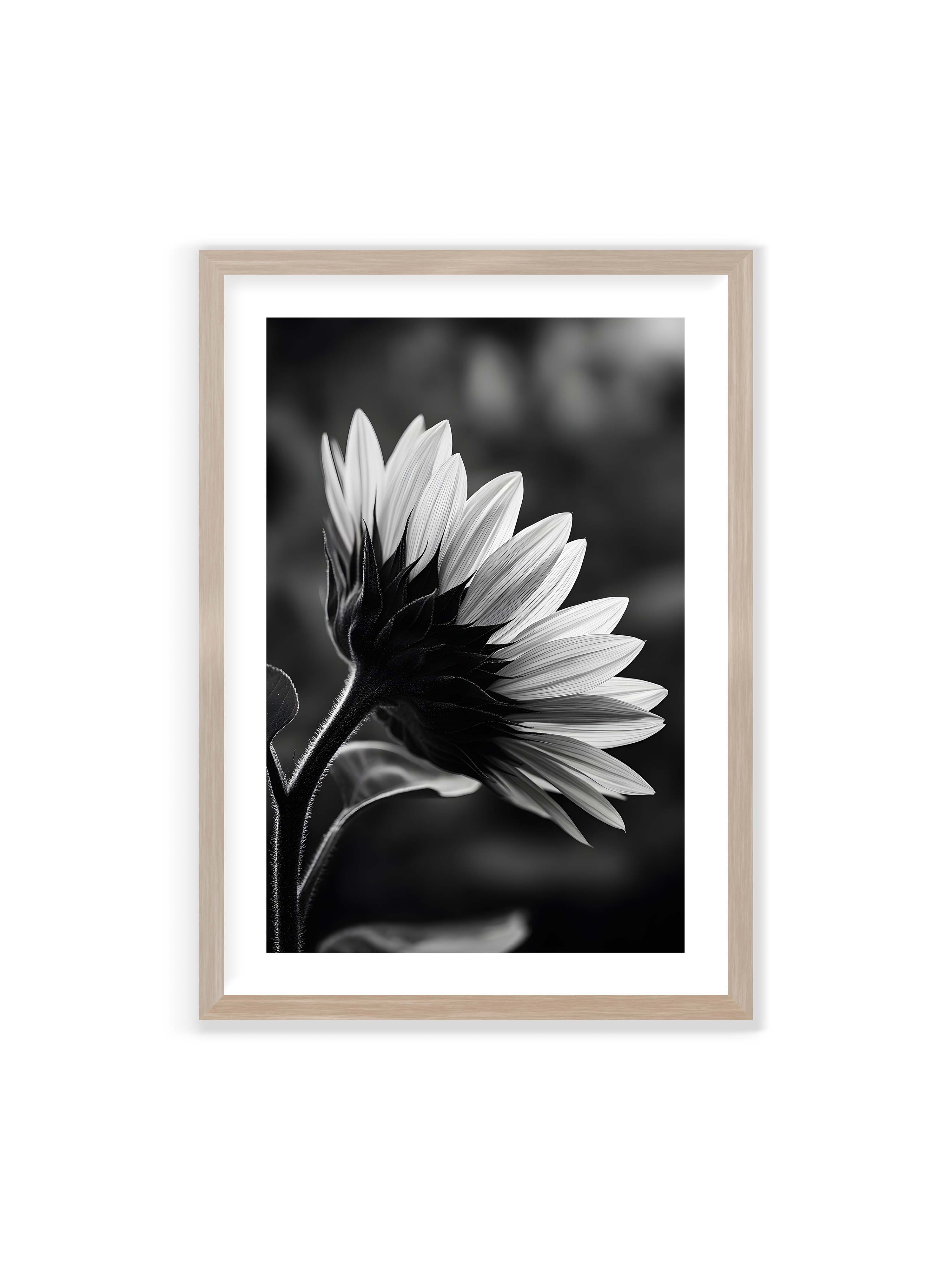 70x100 cm mit weißem Galerie-Rand im Eichenrahmen – Schwarzweiß Nahaufnahme einer Sonnenblume im Seitenprofil mit hellen Blütenblättern und dunklem Stiel vor unscharfem Hintergrund.