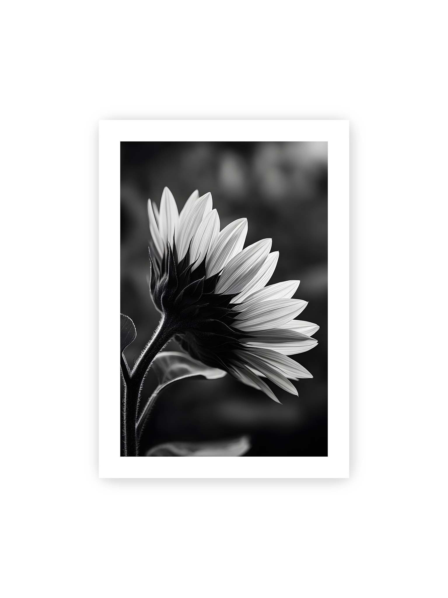 70x100 cm, weißer Galerie-Rand – Schwarzweiß Nahaufnahme einer Sonnenblume im Seitenprofil mit hellen Blütenblättern und dunklem Stiel vor unscharfem Hintergrund