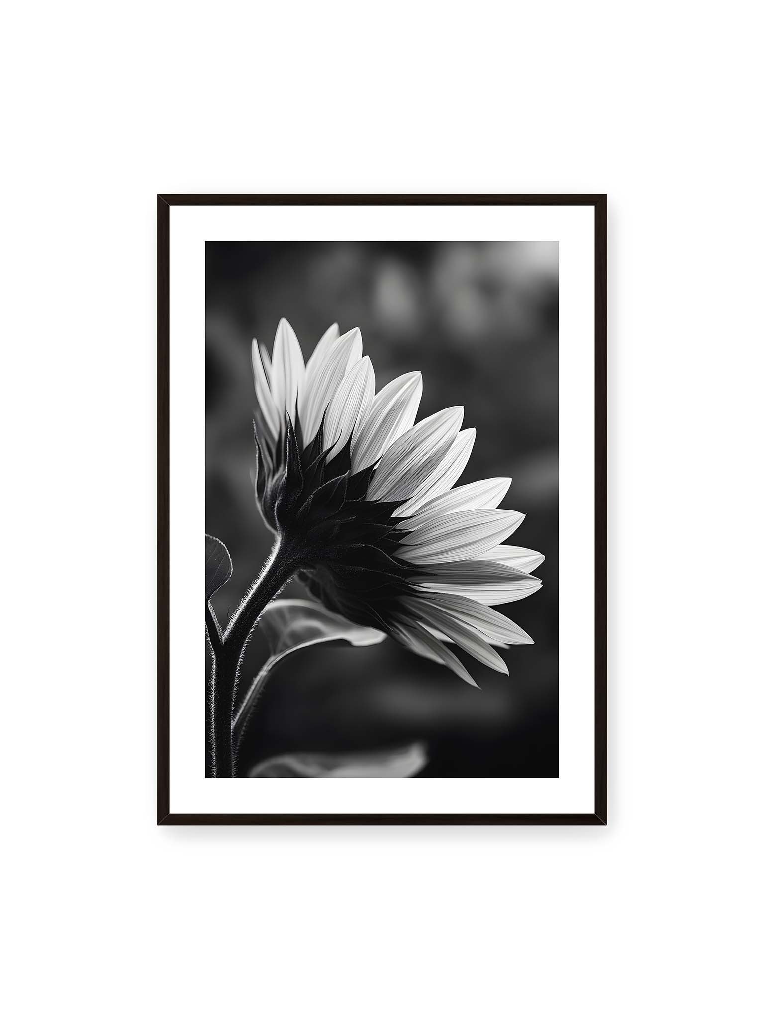 70x100 cm, weißer Galerie-Rand, schwarzer Rahmen – Schwarzweiß Nahaufnahme einer Sonnenblume im Seitenprofil mit hellen Blütenblättern und dunklem Stiel vor unscharfem Hintergrund