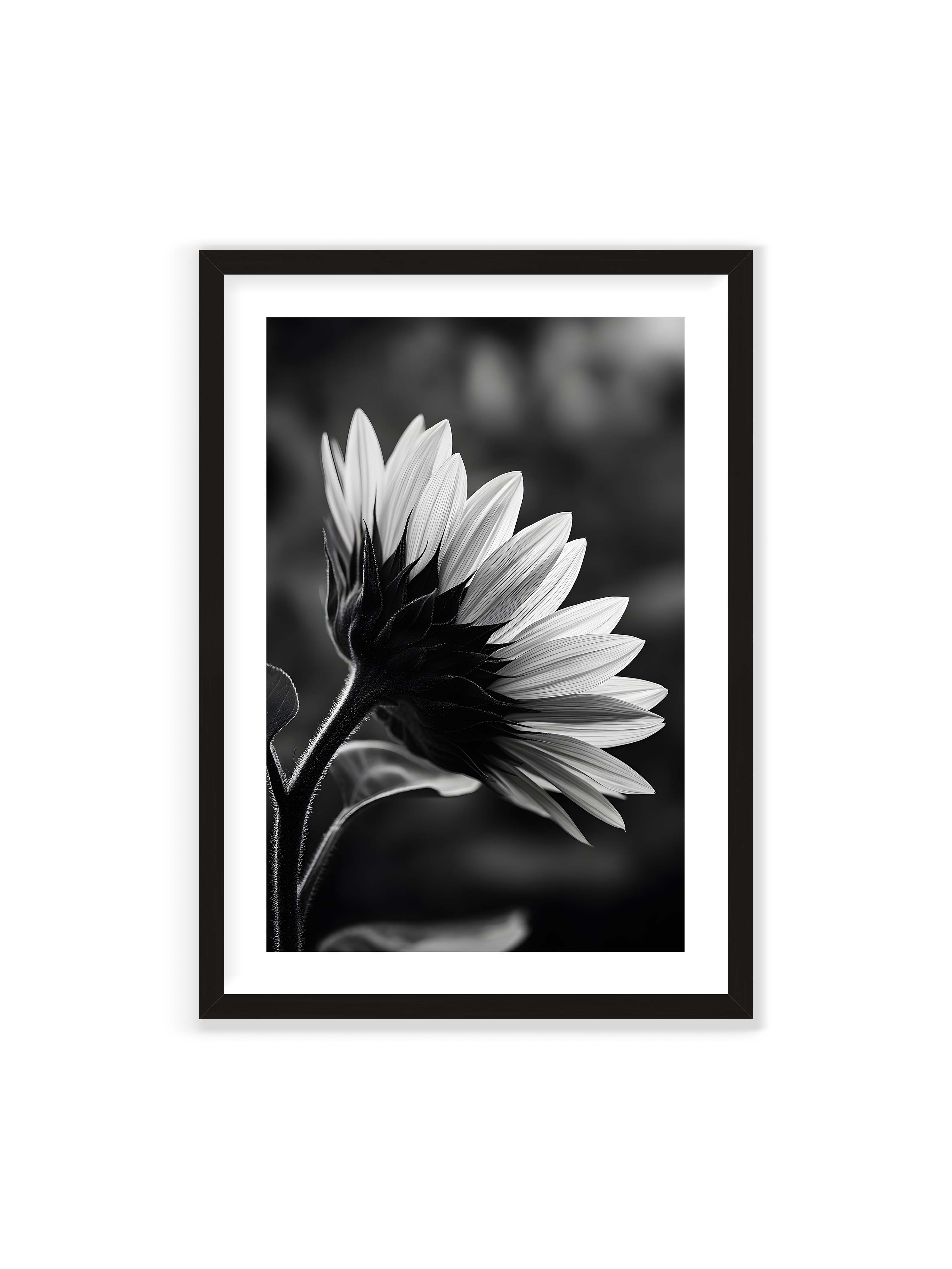 70x100 cm mit weißem Galerie-Rand mit schwarzem Rahmen – Schwarzweiß Nahaufnahme einer Sonnenblume im Seitenprofil mit hellen Blütenblättern und dunklem Stiel vor unscharfem Hintergrund.