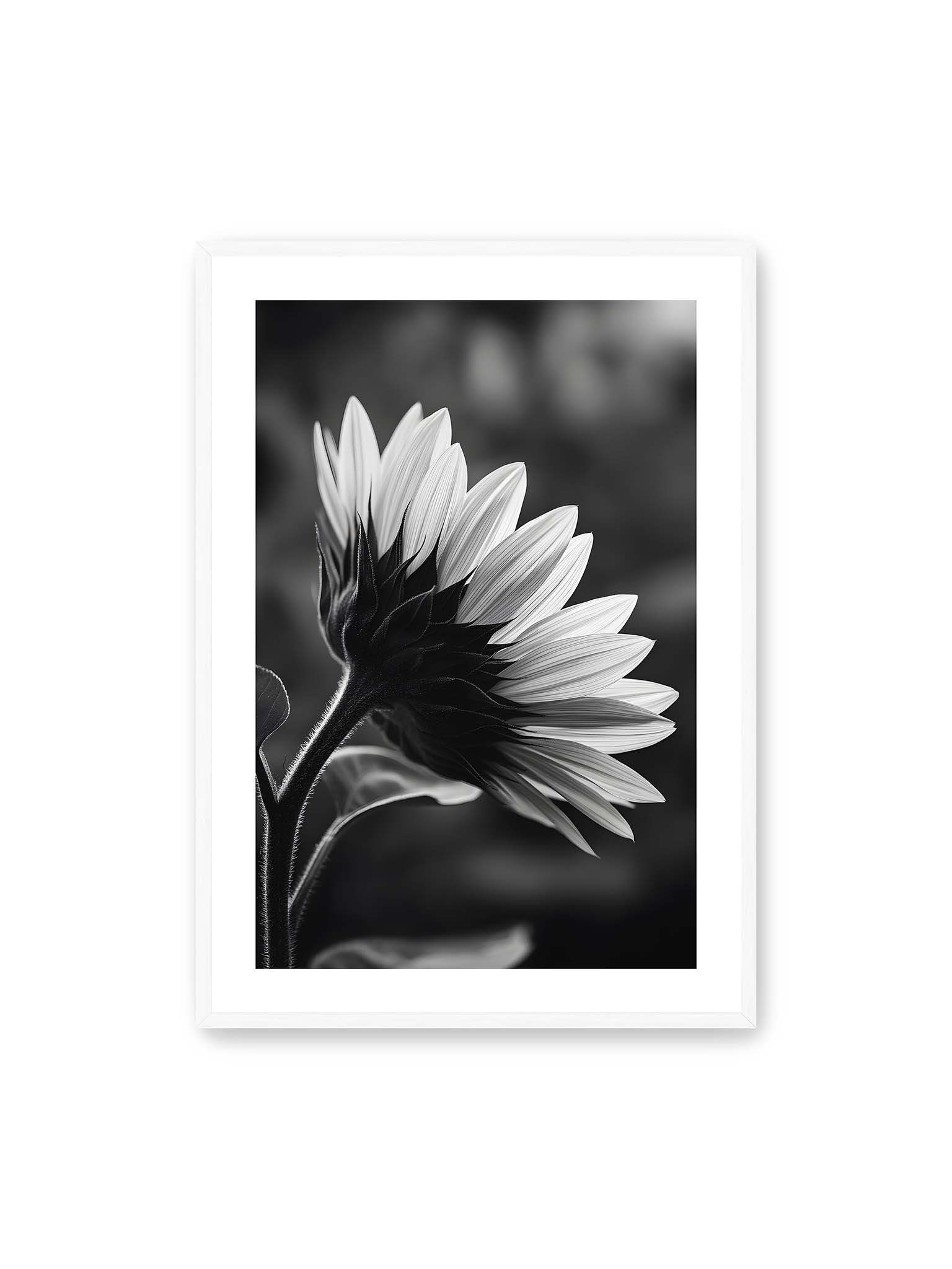 70x100 cm, weißer Galerie-Rand, weißer Rahmen – Schwarzweiß Nahaufnahme einer Sonnenblume im Seitenprofil mit hellen Blütenblättern und dunklem Stiel vor unscharfem Hintergrund