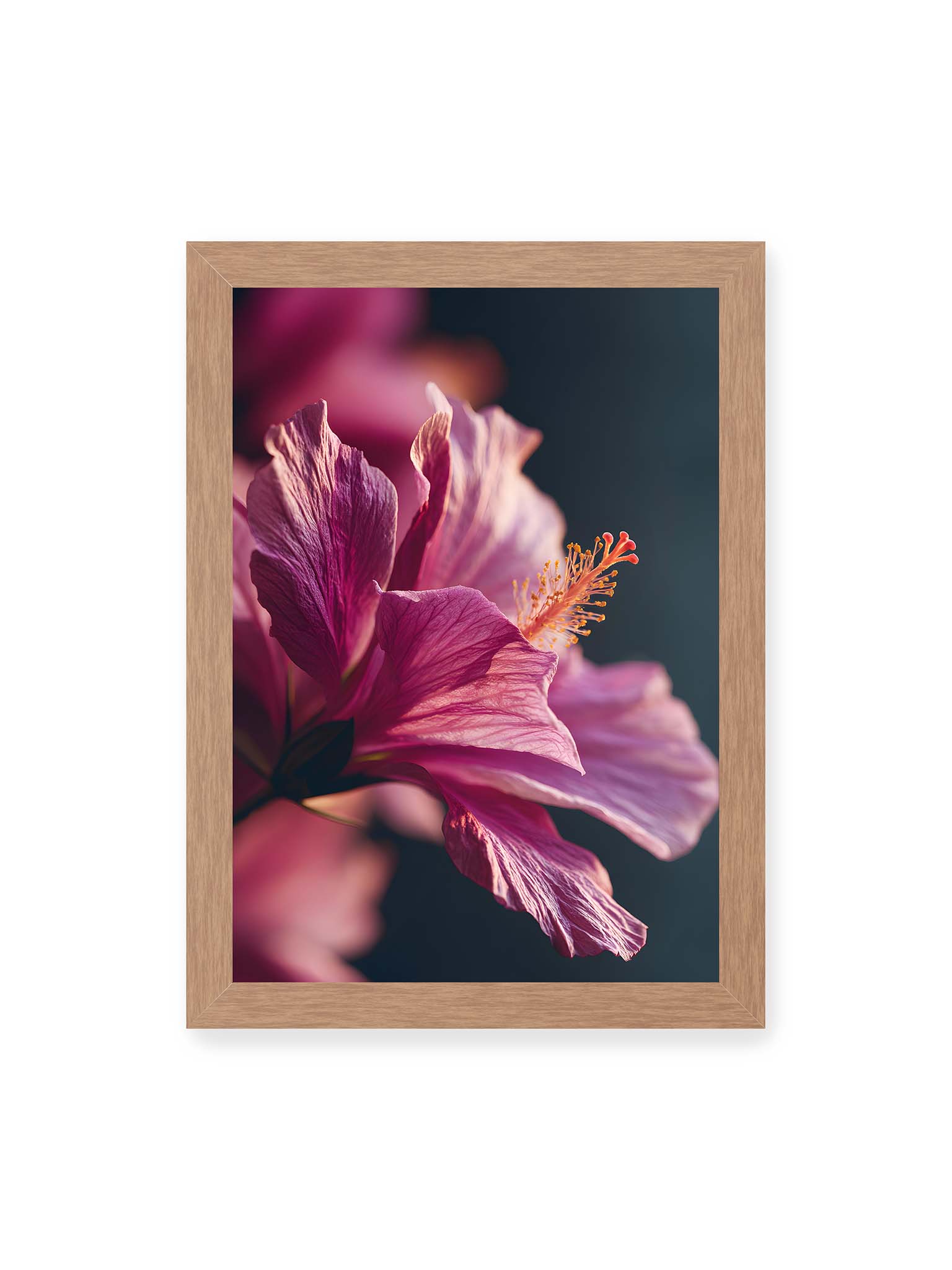 21x30 cm, Eichenrahmen – Nahaufnahme einer magentafarbenen Hibiskusblüte mit goldenem Blütenstempel vor dunklem Hintergrund.