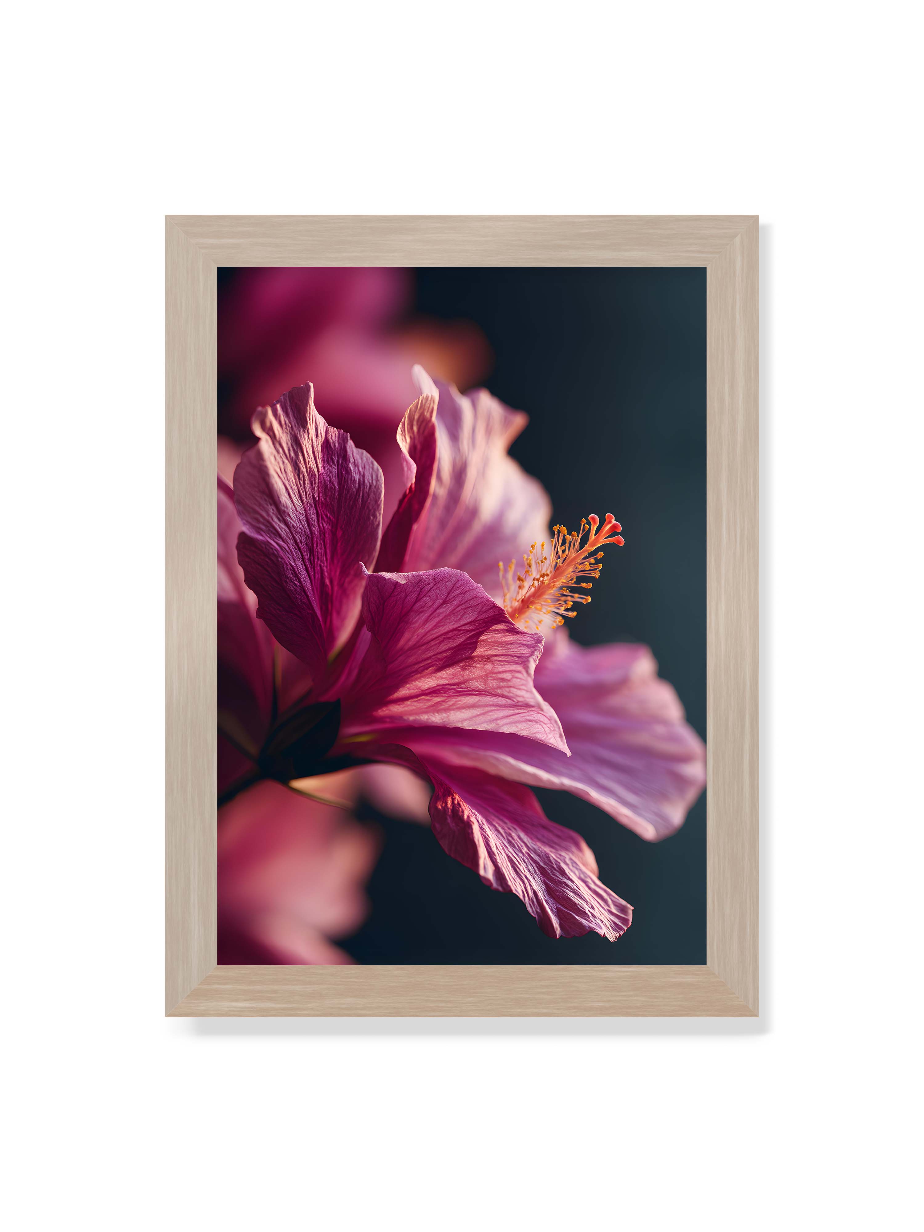 21x30 cm ohne Galerie-Rand im Eichenrahmen – Nahaufnahme einer magentafarbenen Hibiskusblüte mit goldenem Blütenstempel vor dunklem Hintergrund.