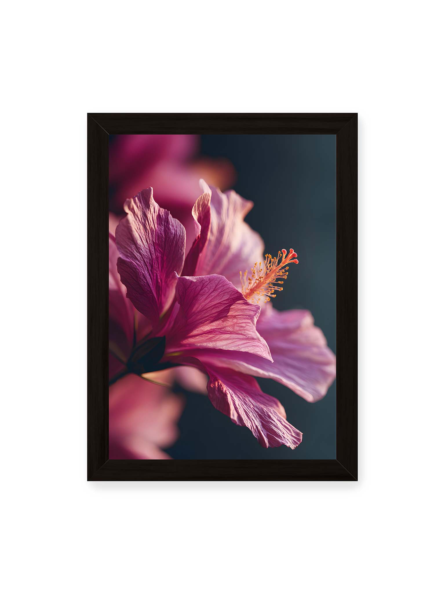 21x30 cm, schwarzer Rahmen – Nahaufnahme einer magentafarbenen Hibiskusblüte mit goldenem Blütenstempel vor dunklem Hintergrund.