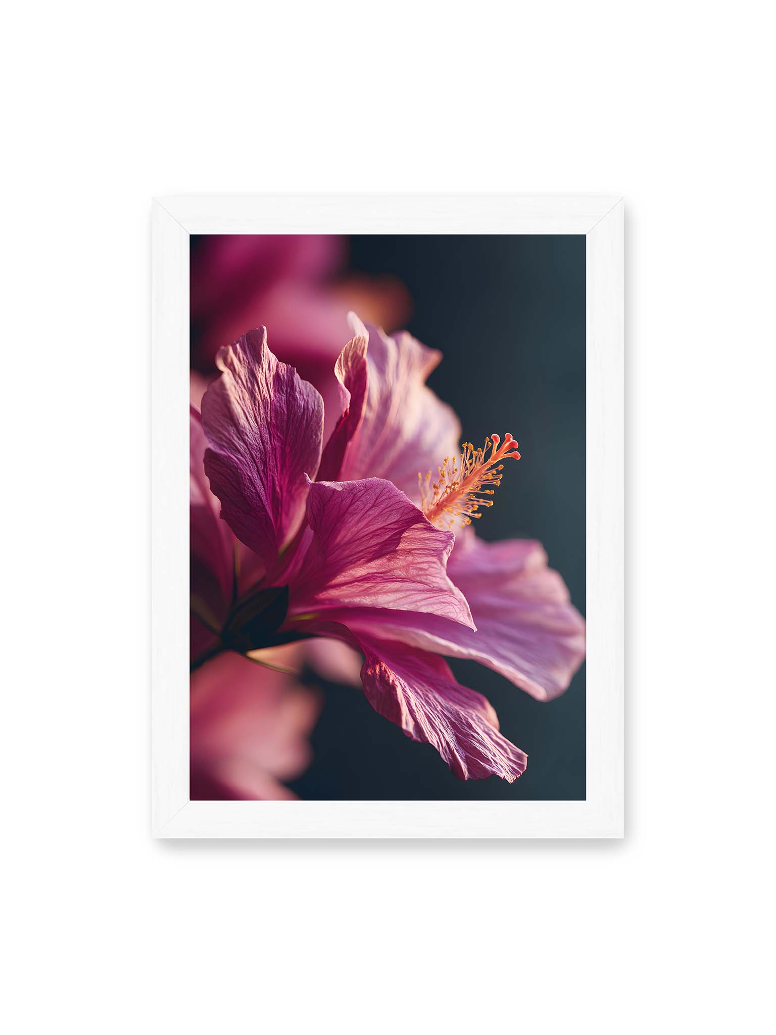 21x30 cm, weißer Rahmen – Nahaufnahme einer magentafarbenen Hibiskusblüte mit goldenem Blütenstempel vor dunklem Hintergrund.