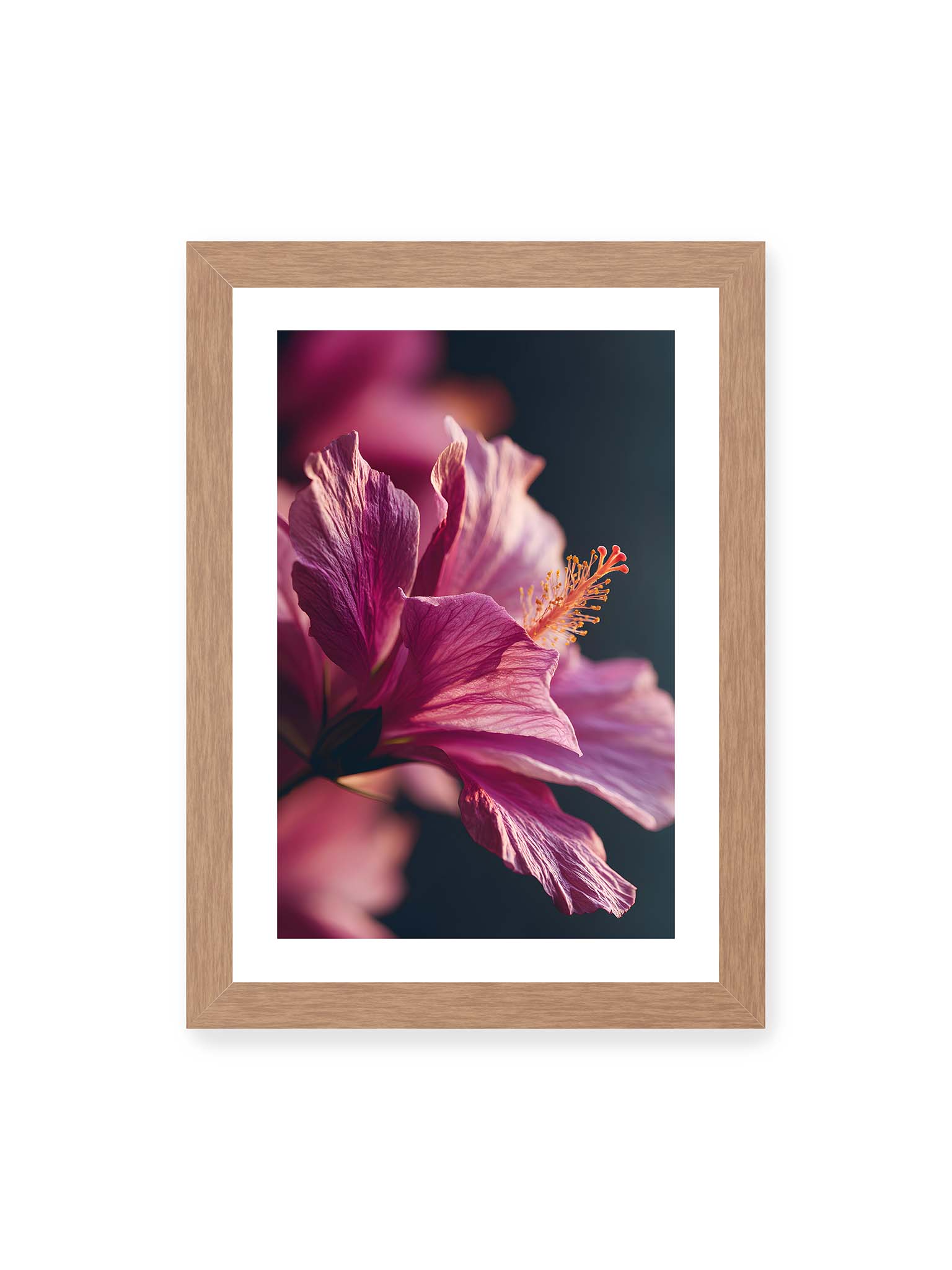 21x30 cm, weißer Galerie-Rand, Eichenrahmen – Nahaufnahme einer magentafarbenen Hibiskusblüte mit goldenem Blütenstempel vor dunklem Hintergrund.